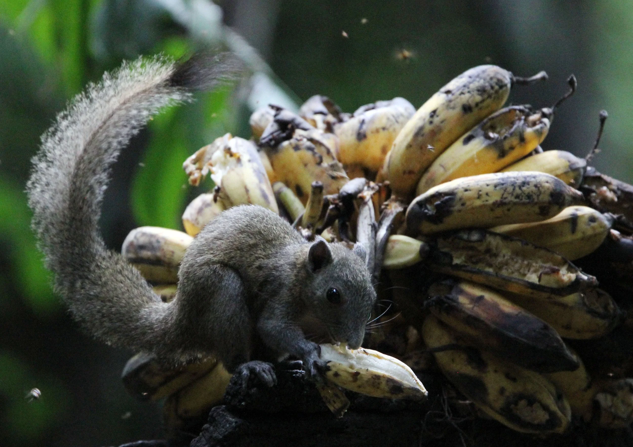 Callosciurus caniceps caniceps - MAINLAND GREY-BELLIED SQUIRREL -  KAENG KRACHAN NP THAILAND (51).JPG