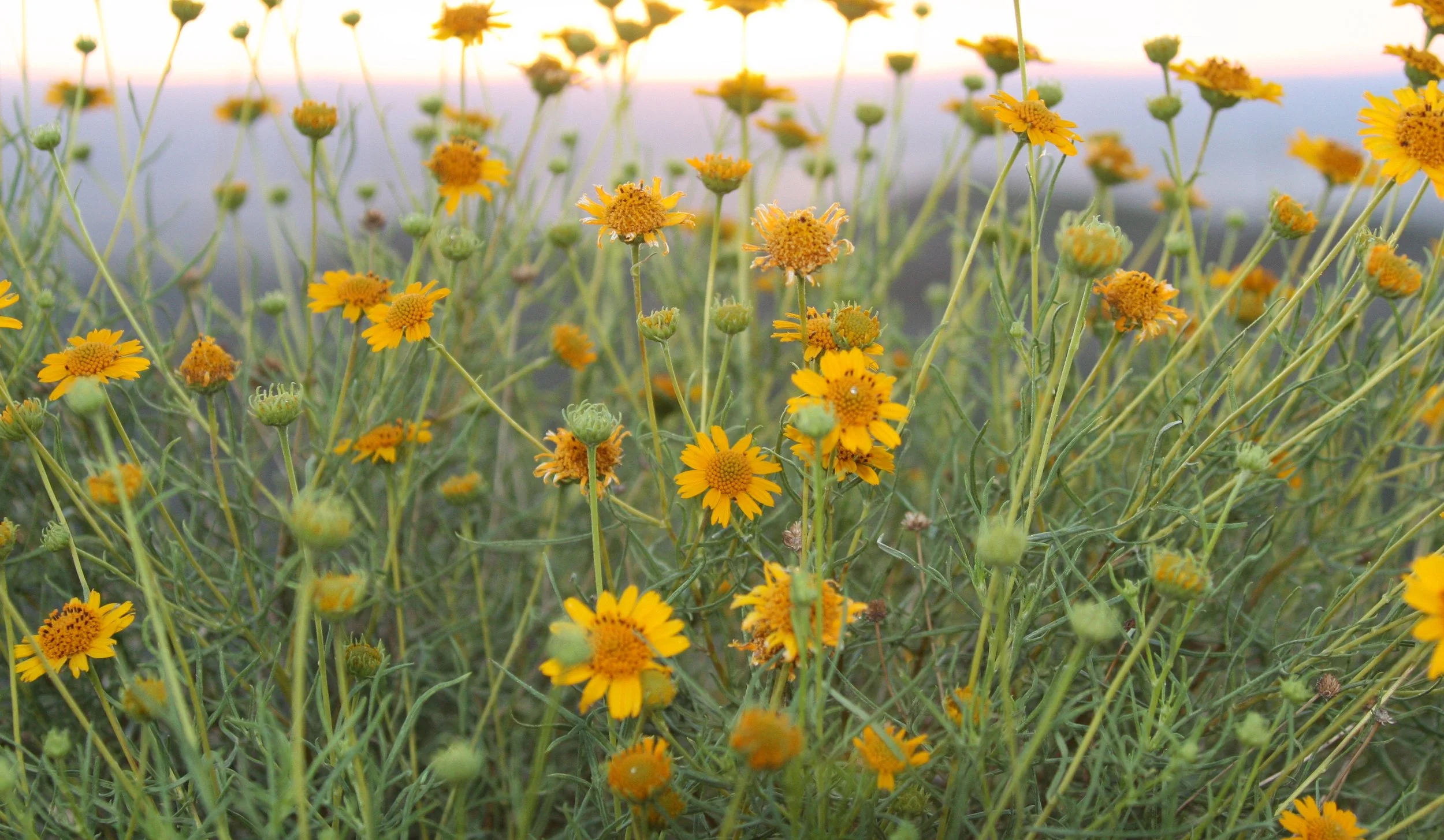 ASTERACEAE SPECIES - FRANKLIN MOUNTAIN STATE PARK TEXAS.JPG