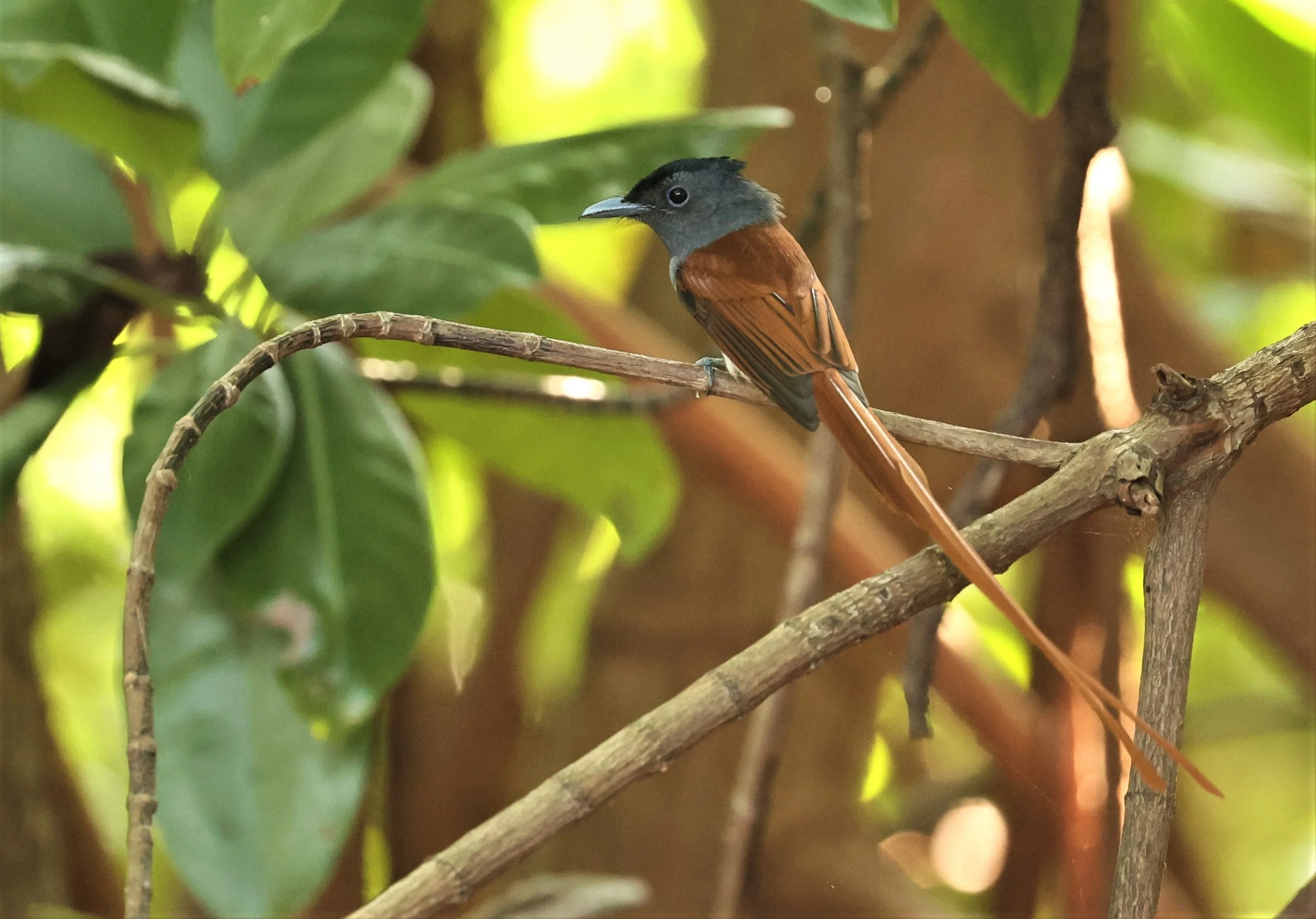 PARADISE-FLYCATCHER - BLYTH'S PARADISE-FLYCATCHER - Terpsiphone affinis - BANG PU OCT 30 2022 (7).jpg