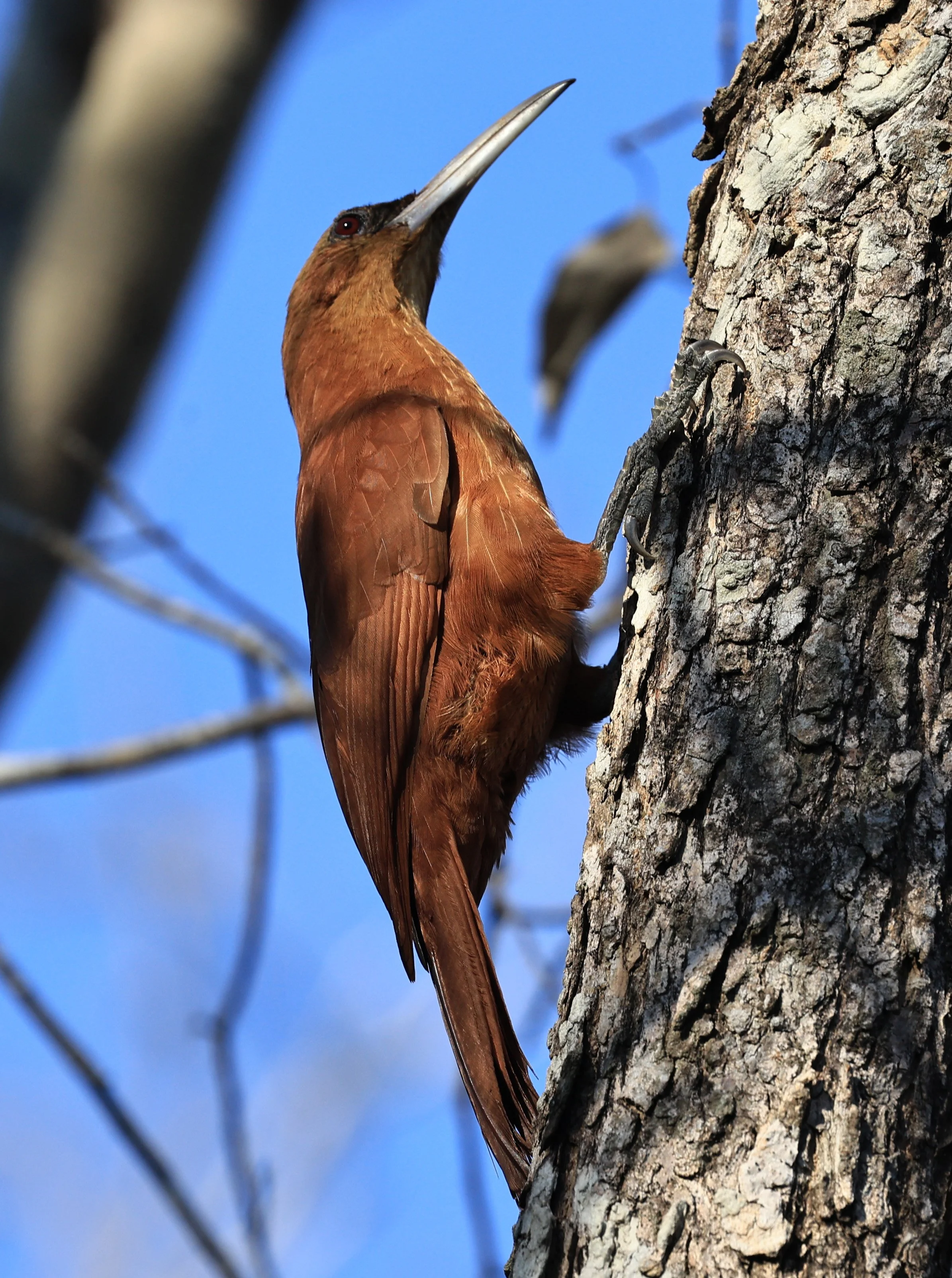 Great Rufous Woodcreeper (Xiphocolaptes major) Agua Dulce Paraguay (15).jpg