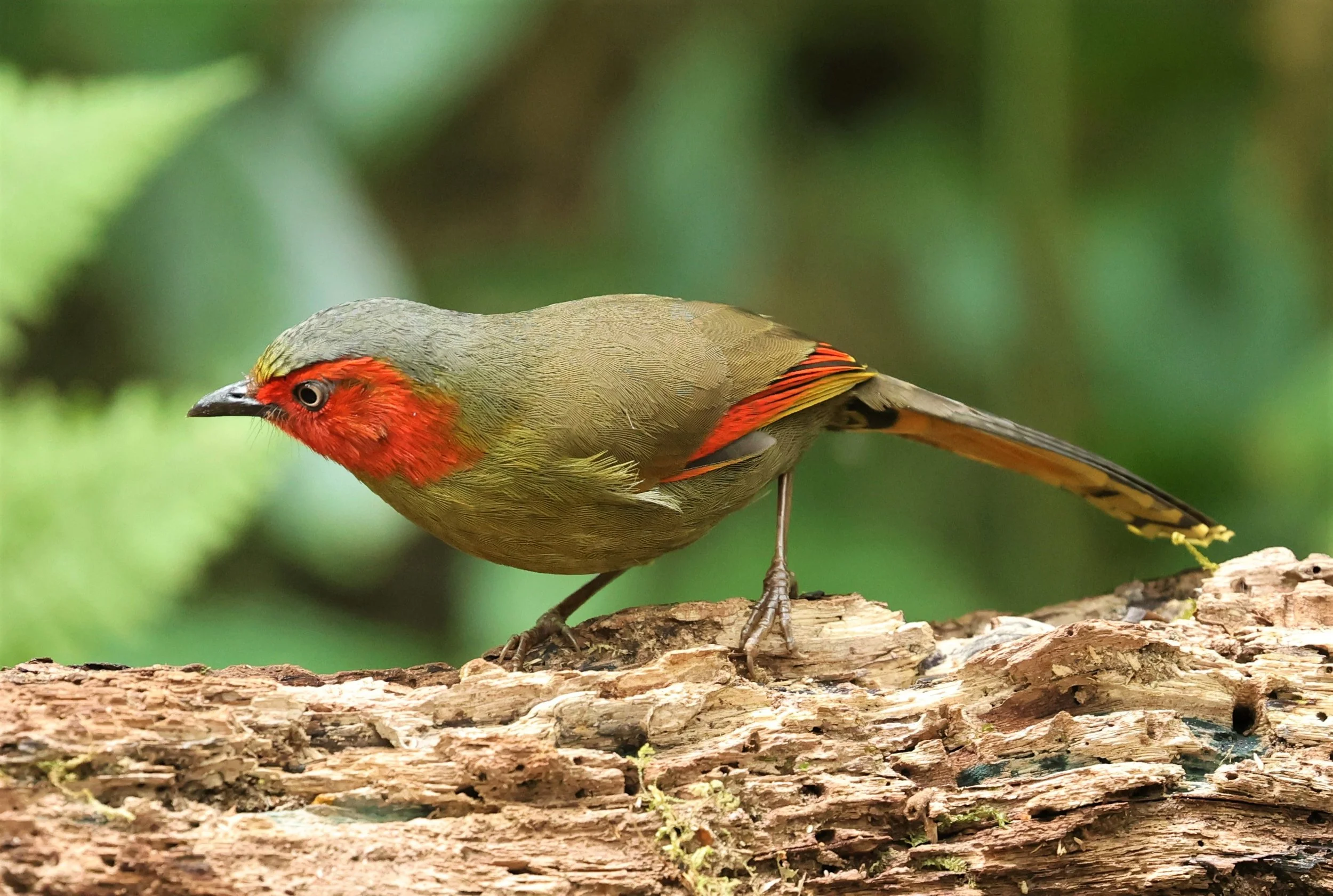 LIOCICHLA - SCARLET-FACED LIOCICHLA - Liocichla ripponi - DOI PHA HOM POK NP DOI LANG EAST FEB 2022 (101).jpg