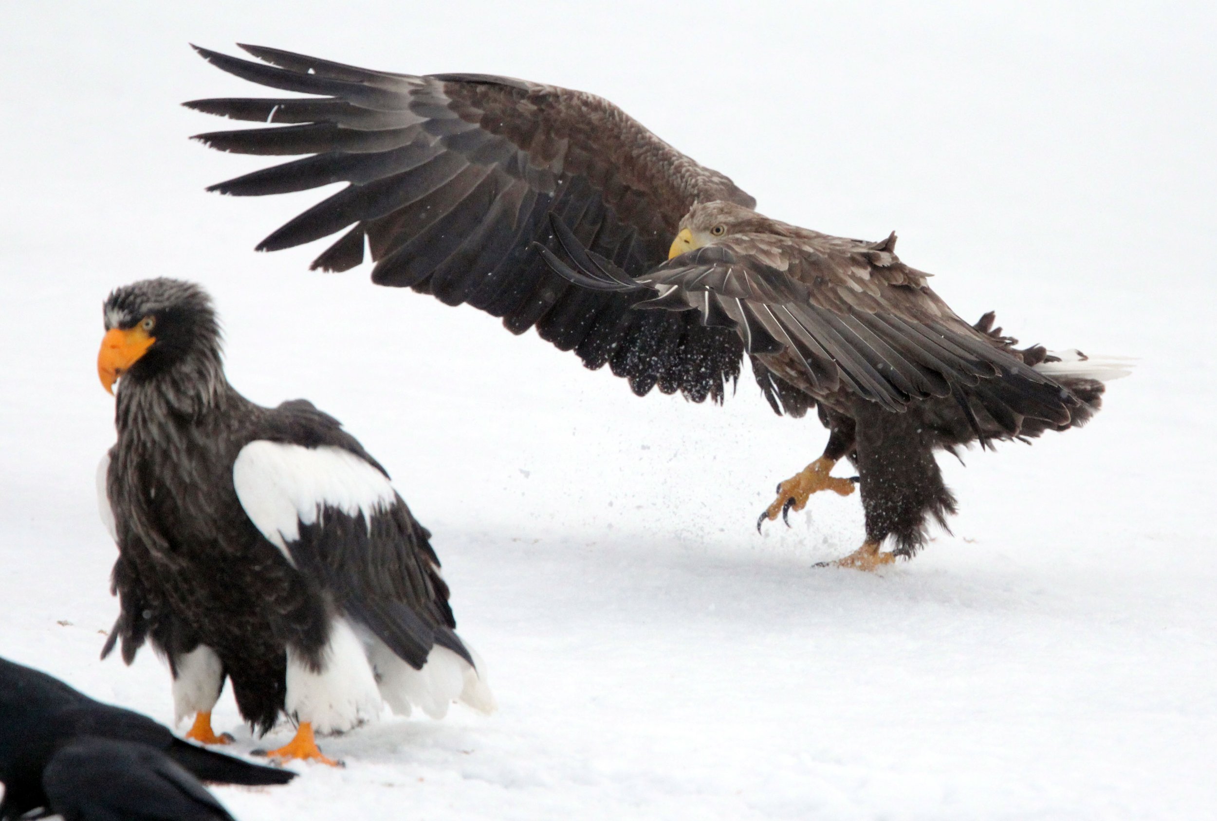 BIRD - EAGLE - WHITE-TAILED EAGLE - RAUSU, SHIRETOKO PENINSULA & NATIONAL PARK, HOKKAIDO JAPAN (36).JPG