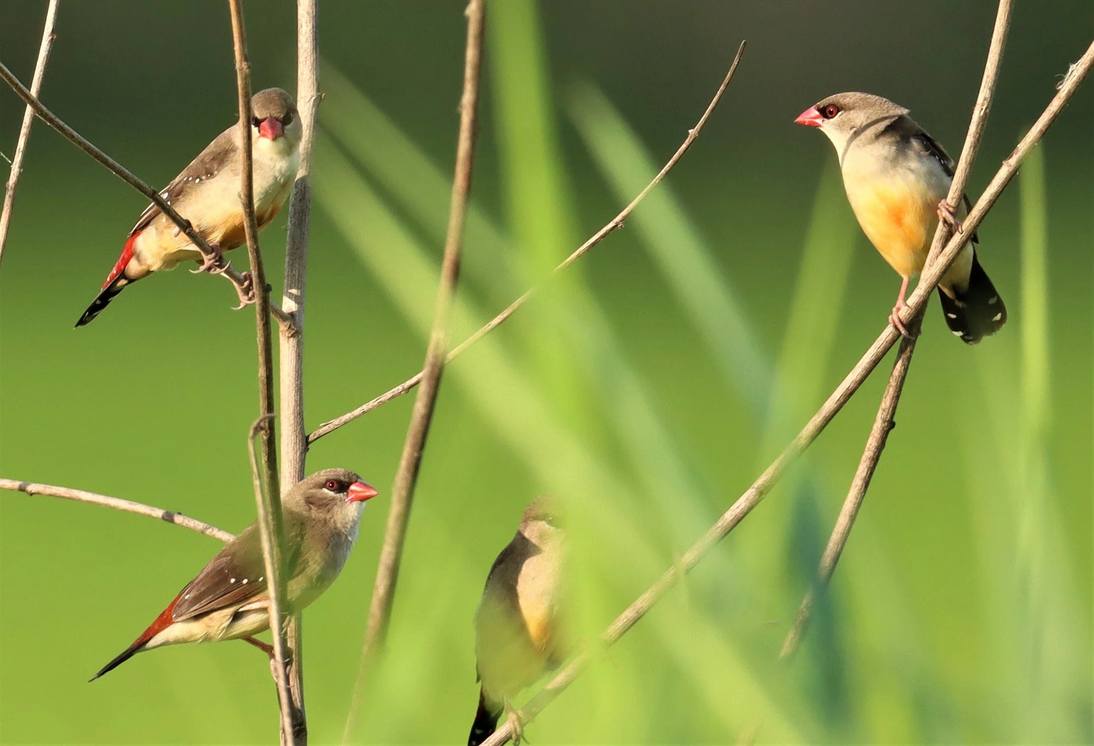 RED AVADAVAT - Amandava amandava - LAT KRABANG RICE FIELDS AT THAP YAO (80).jpg