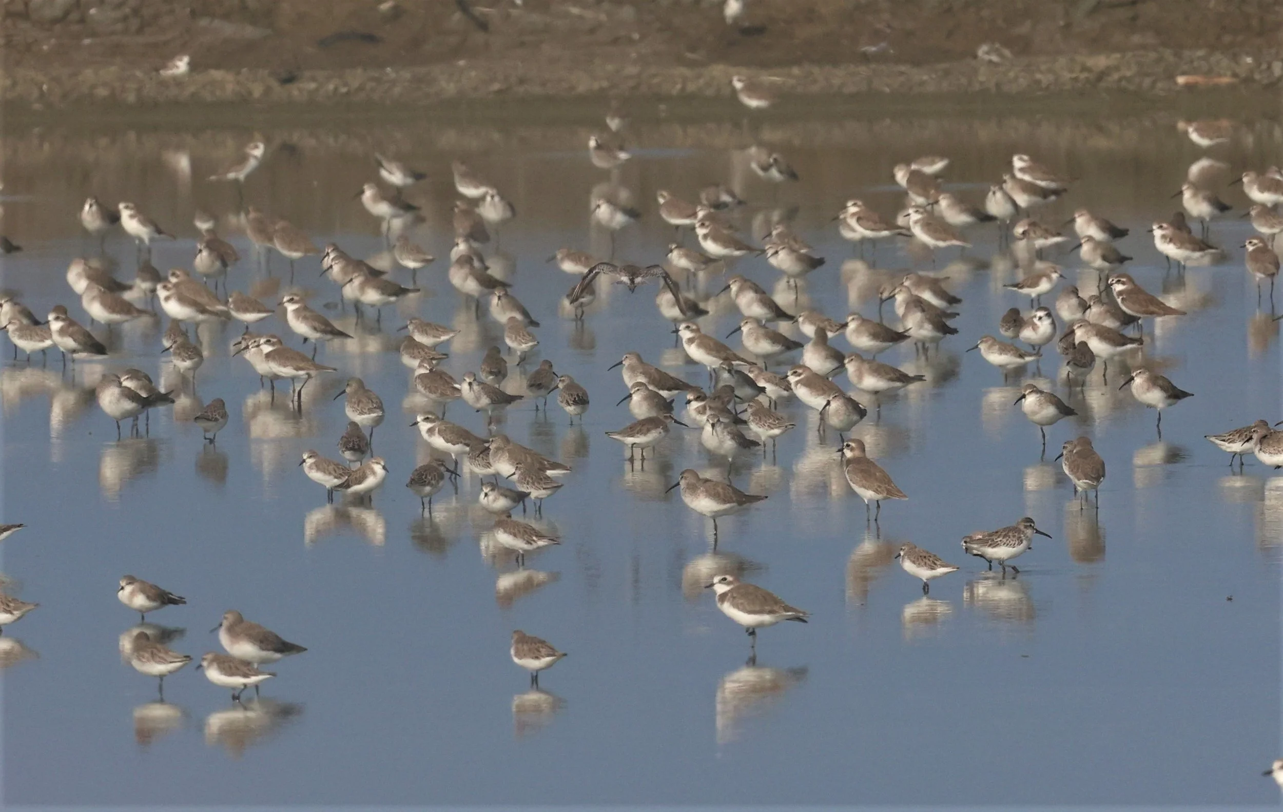 PLOVER - GREATER SAND-PLOVER - Charadrius leschenaultii - LESSER SP, CURLEW, BROADBILL SP PAK THALE OCTOBER 2 (26).jpg