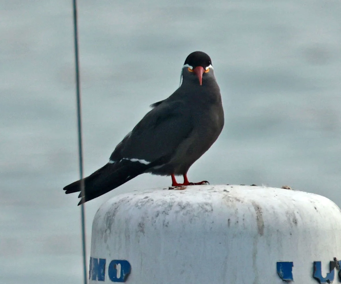 Tern - Inca Tern - Larosterna inca - Arica Chile Coastline (18).jpg