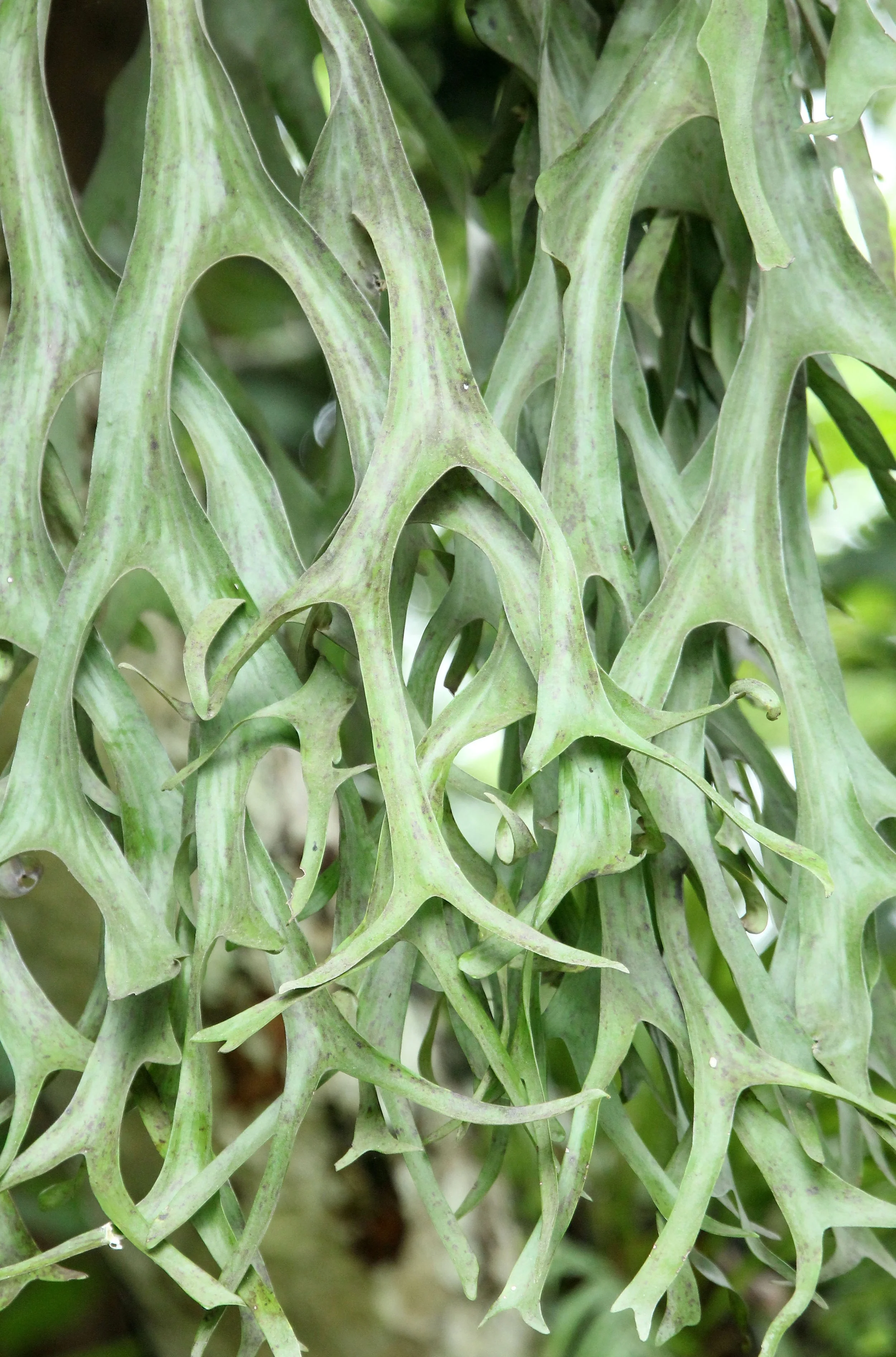 2017 Phu Khieo Wildlife Sanctuary  (16).JPG