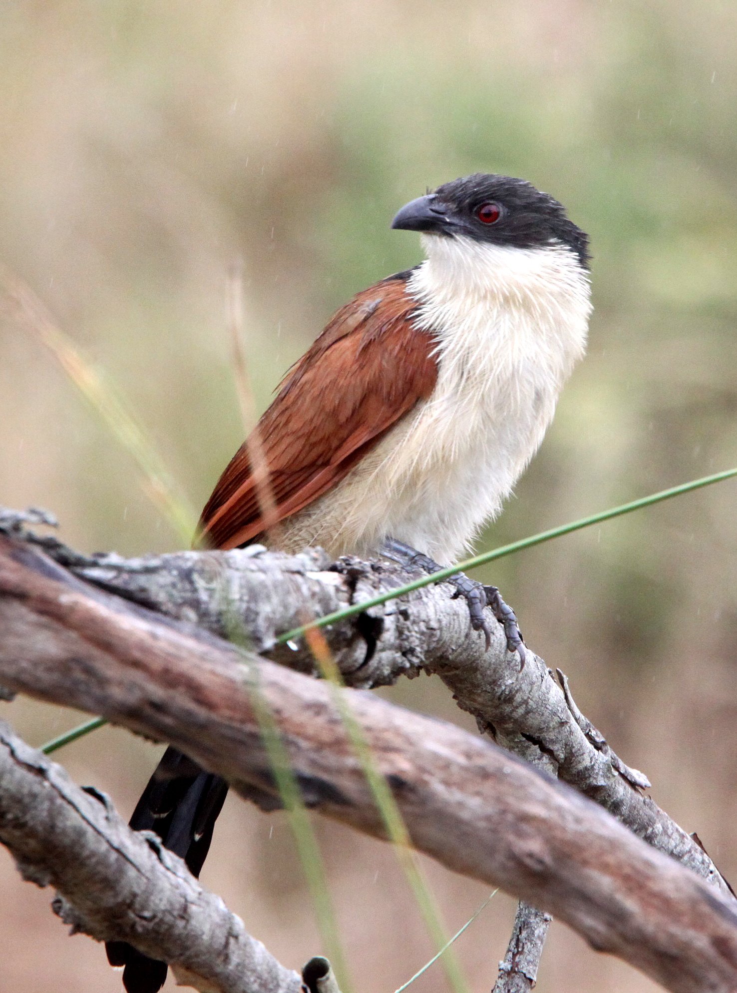 Burchell's Coucal (Centropus burchelli) Saint Lucia Reserve South Africa (5).JPG