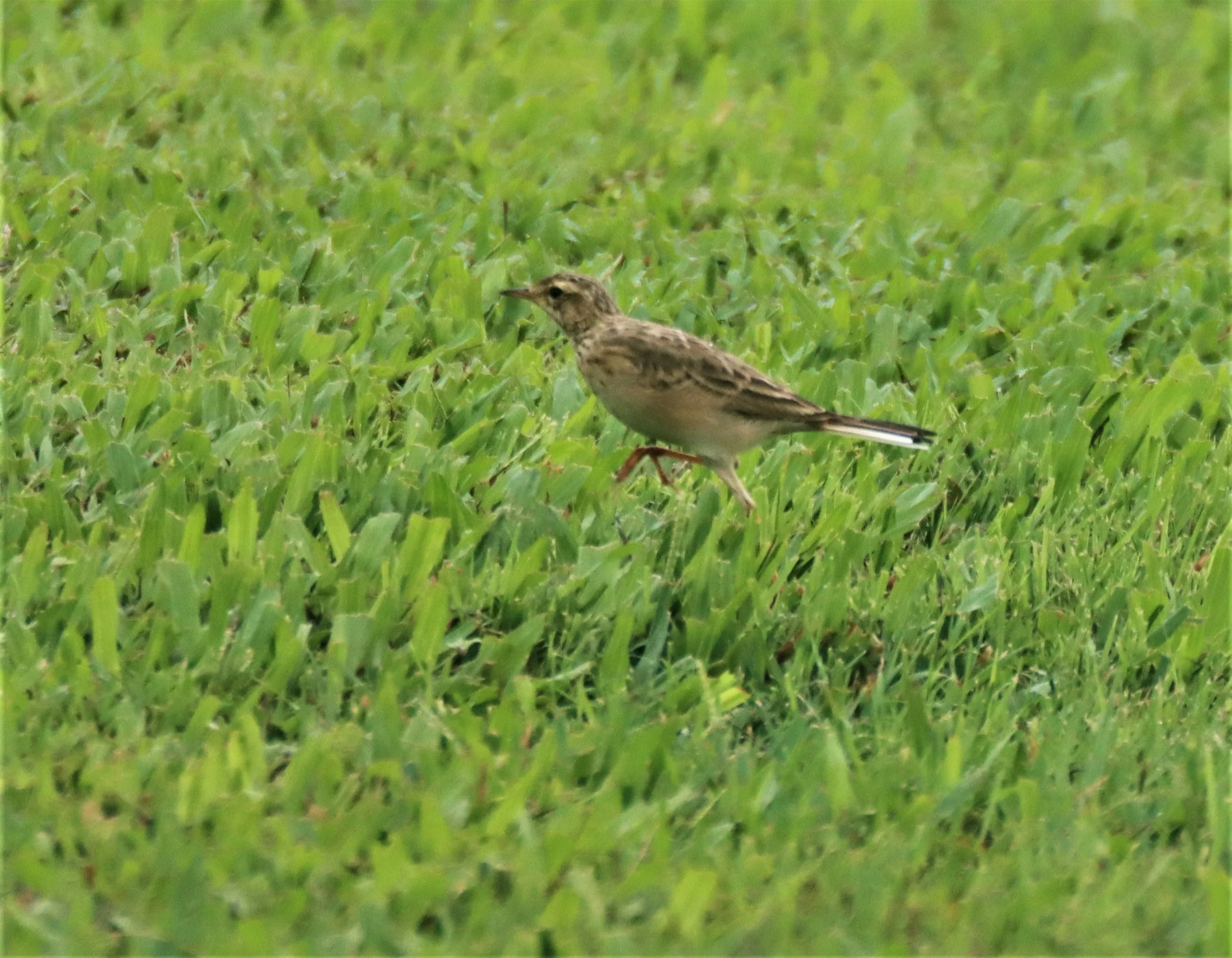 Paddyfield Pipit (Anthus rufulus) KHAO SOK SURAT THANI (3).jpg