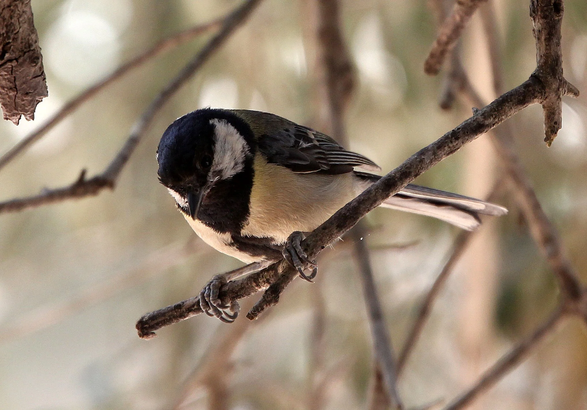 Great Tit (Parus major) Samaria Gorge NP Crete (6).JPG