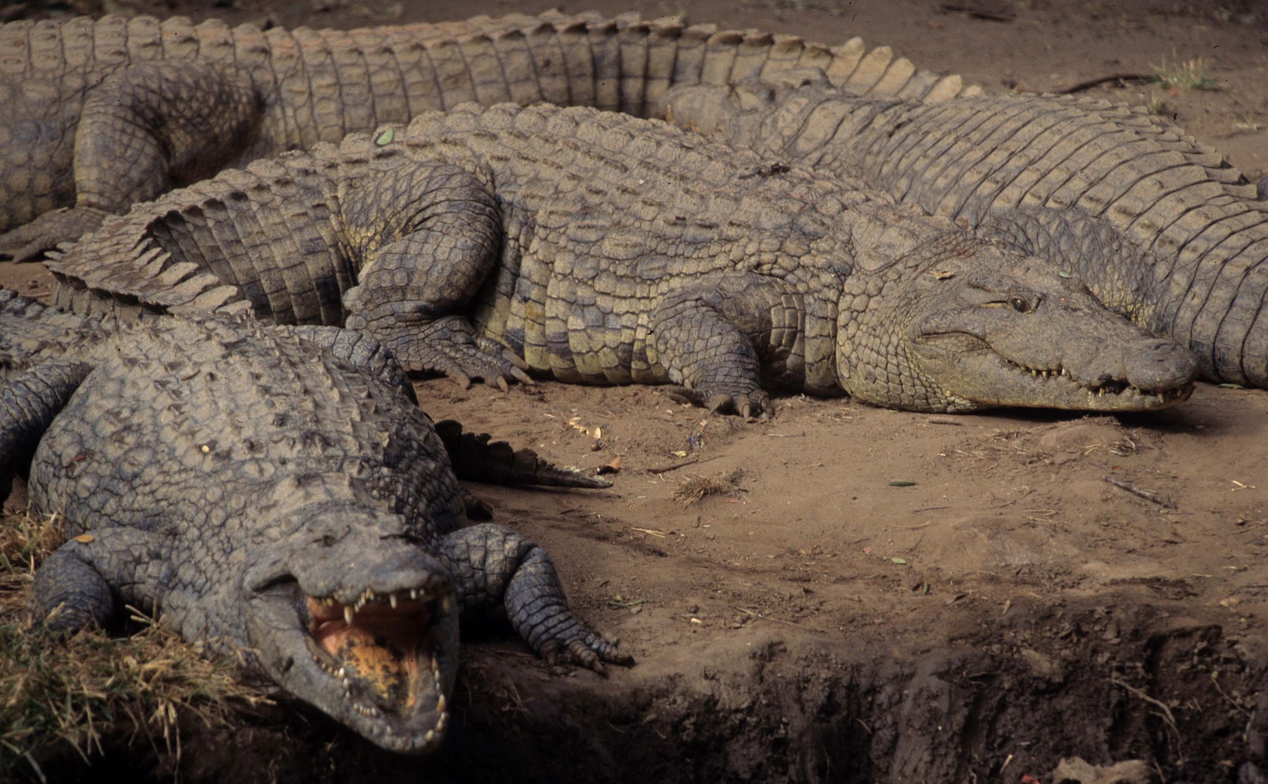 REPTILE- NILE CROC -SERENGETI B.jpg
