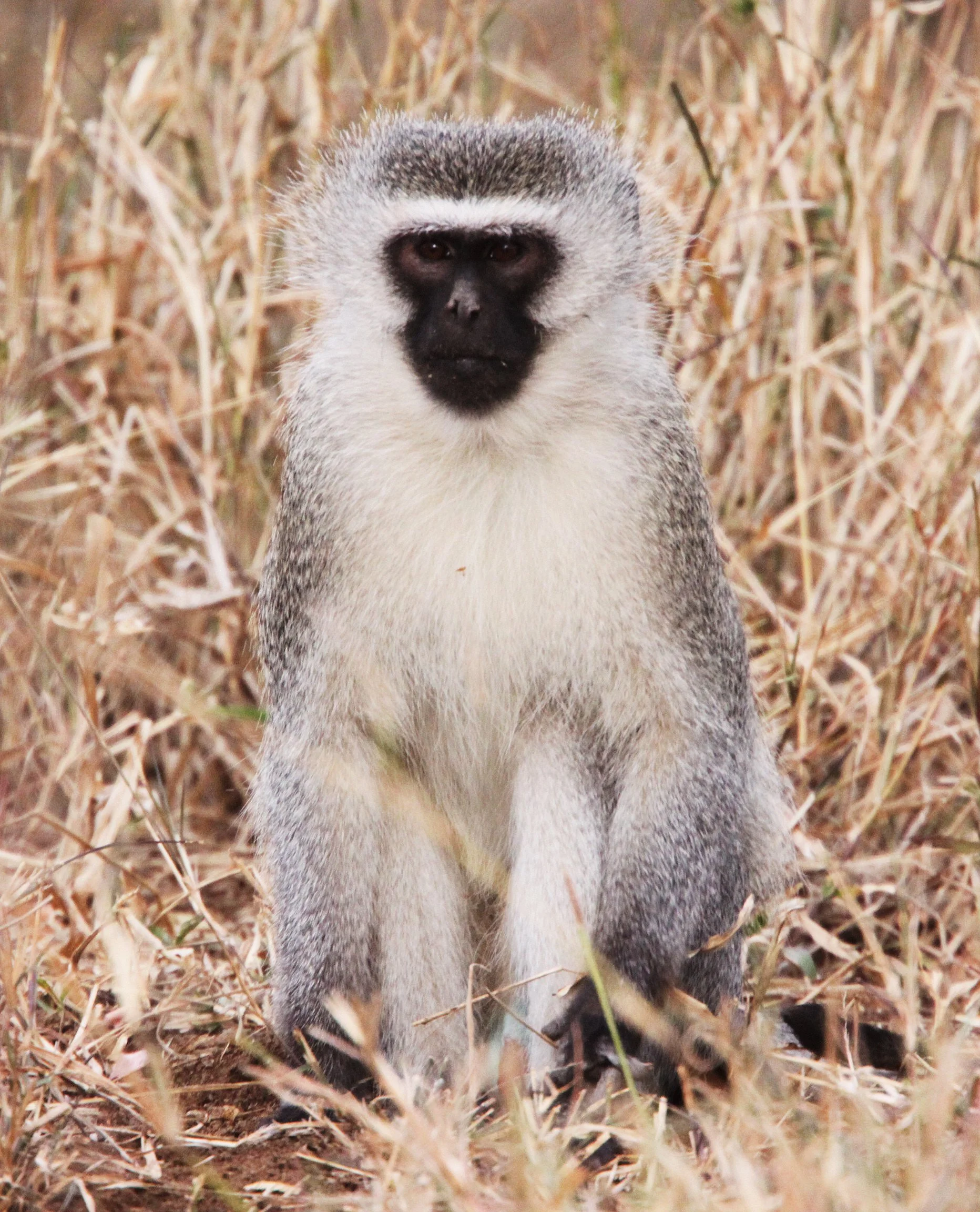 CERCOPITHECIDAE - Chlorocebus pygerythrus pygerythrus - BLACK-CHINNED VERVET MONKEY - IMFOLOZI NATIONAL PARK SOUTH AFRICA (12).JPG