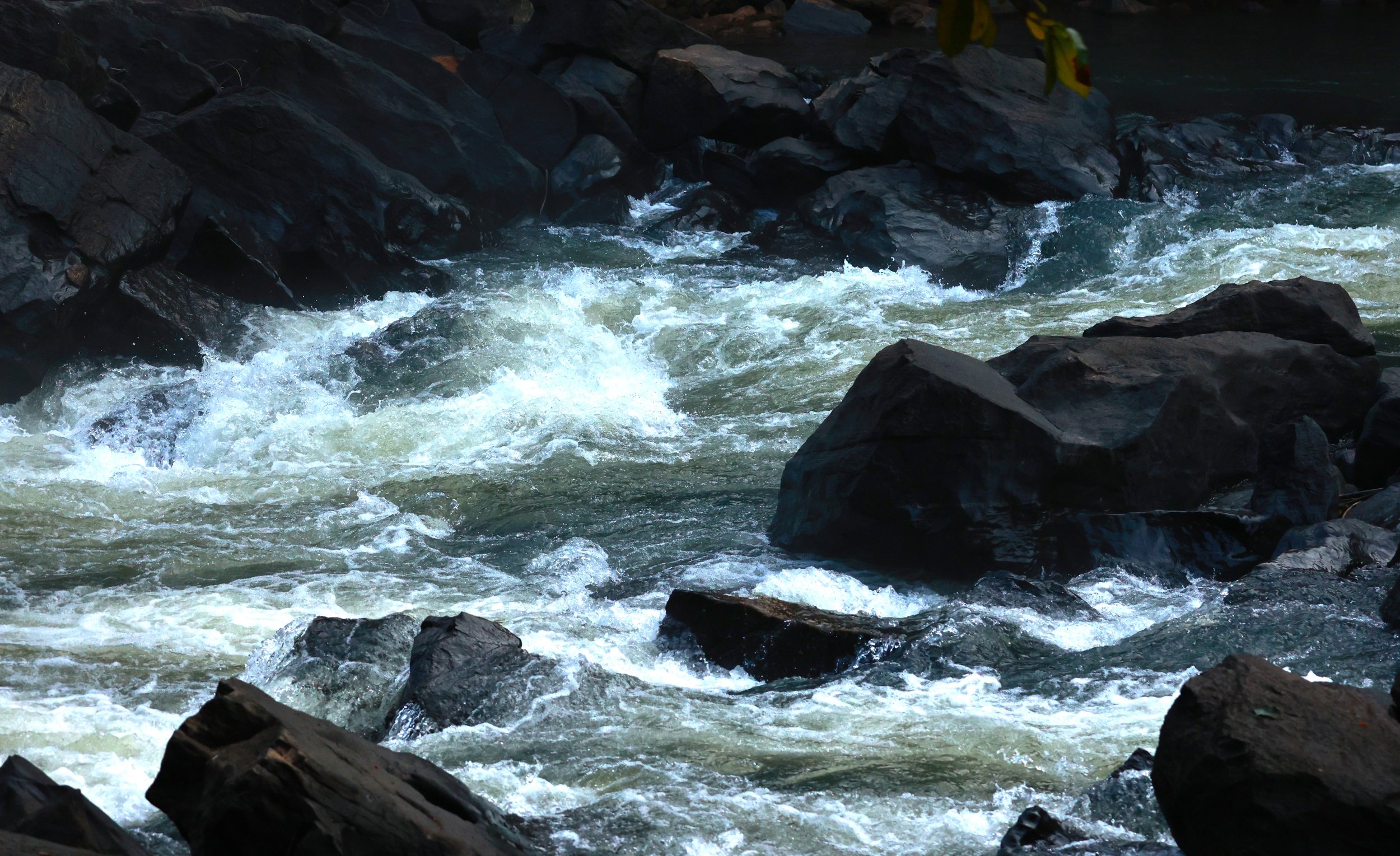 Feliciano Miguel Abdala Reserve (Caratinga Biological Reserve)  (1).JPG