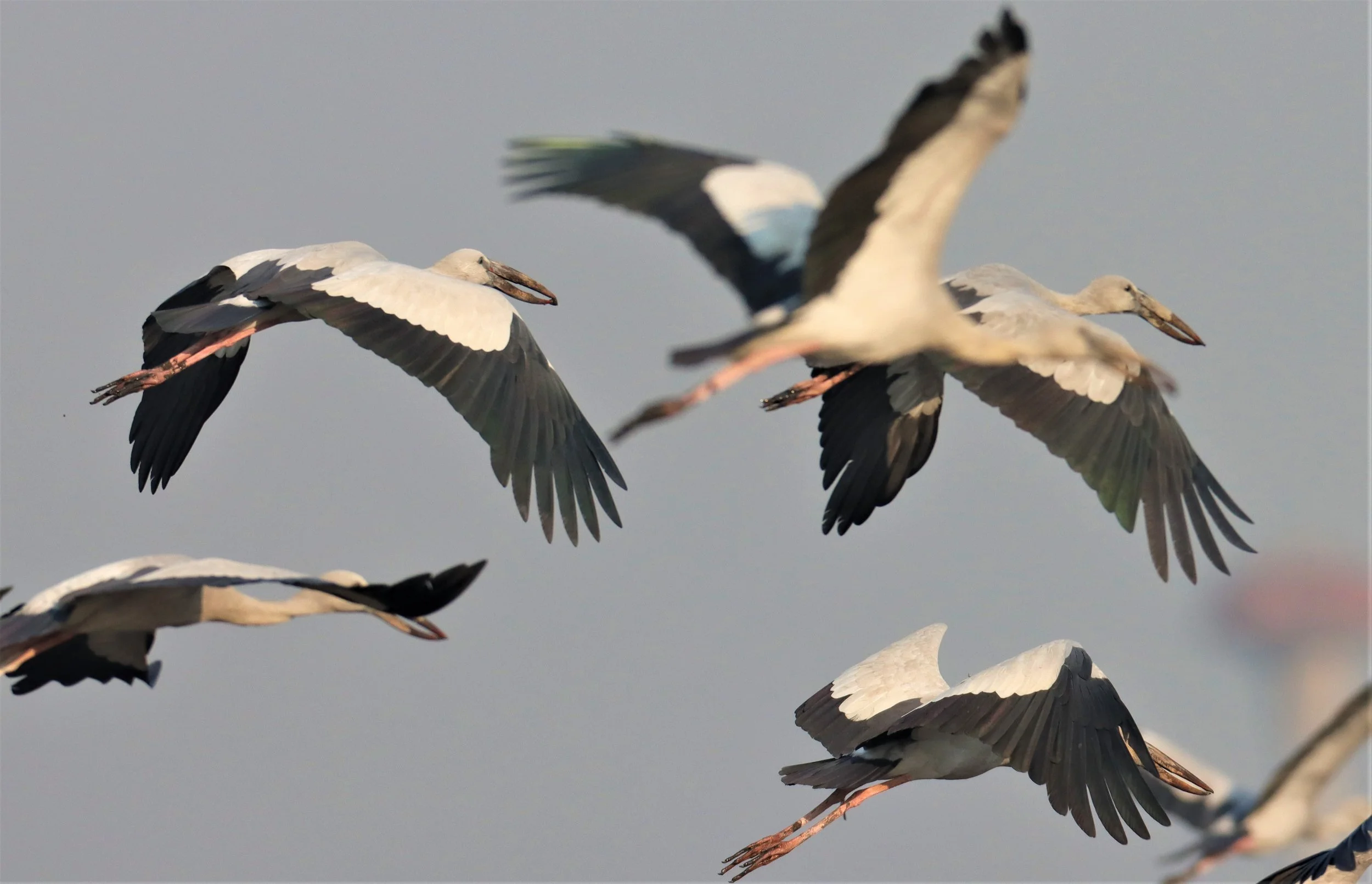 STORK - ASIAN OPENBILL - Anastomus oscitans - BANG KHAEM WETLANDS NAKHON PATHOM (27).jpg