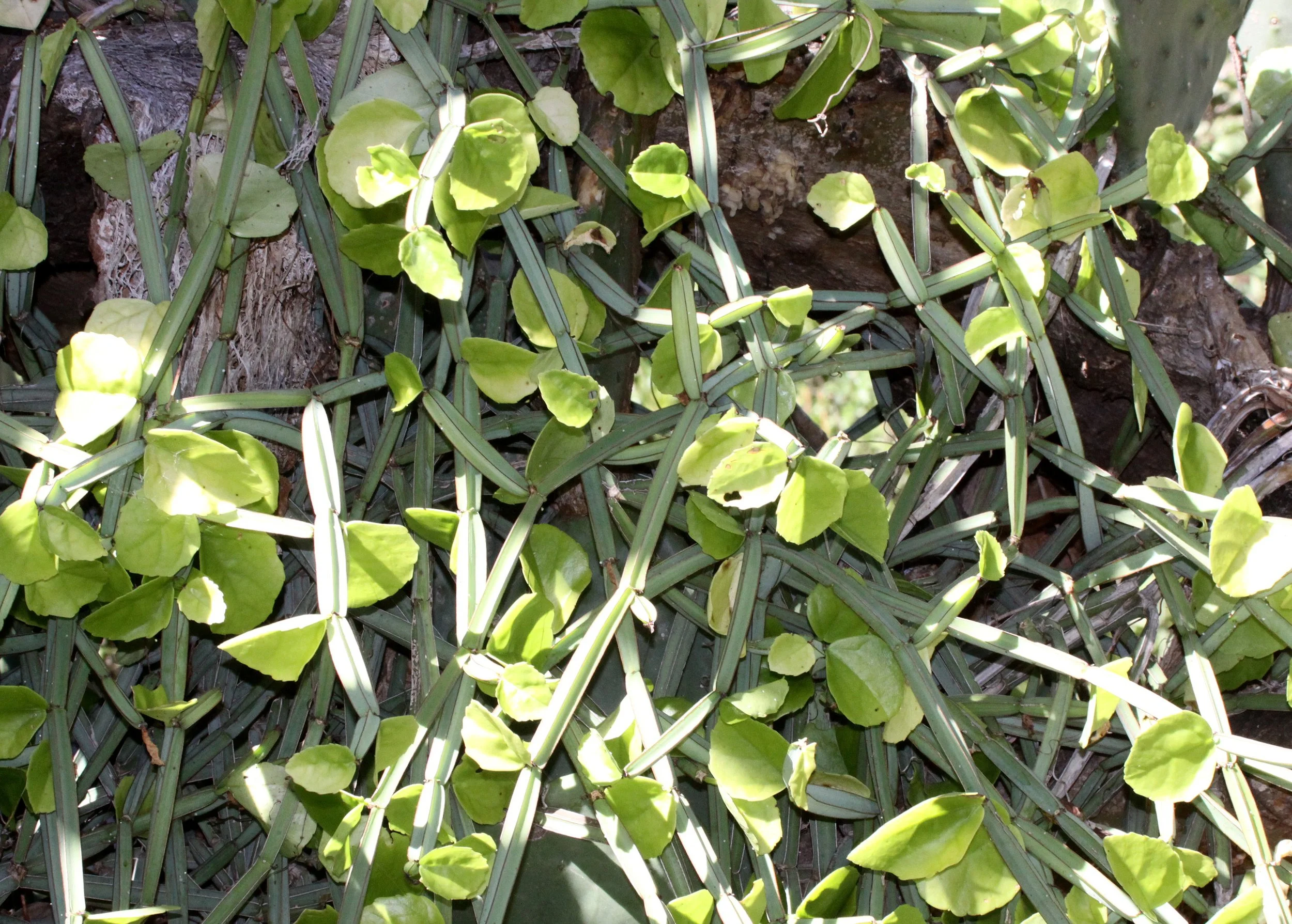 PLANT - SPECIES - BERENTY RESERVE MADAGASCAR (3).JPG