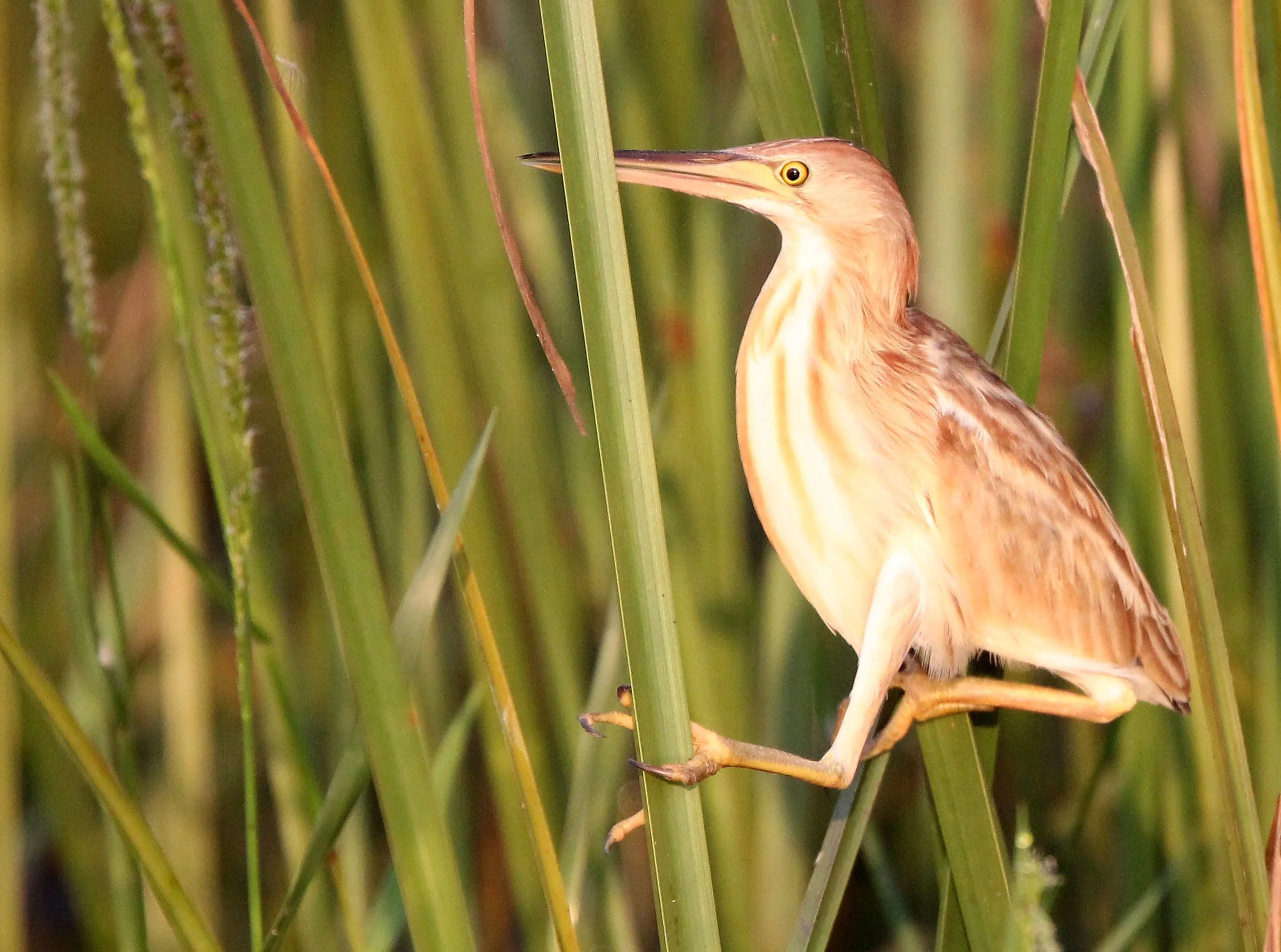 BITTERN - YELLOW BITTERN - Ixobrychus sinensis -THALE NOI BIRD SANCTUARY, PATALUNG THAILAND (94).JPG