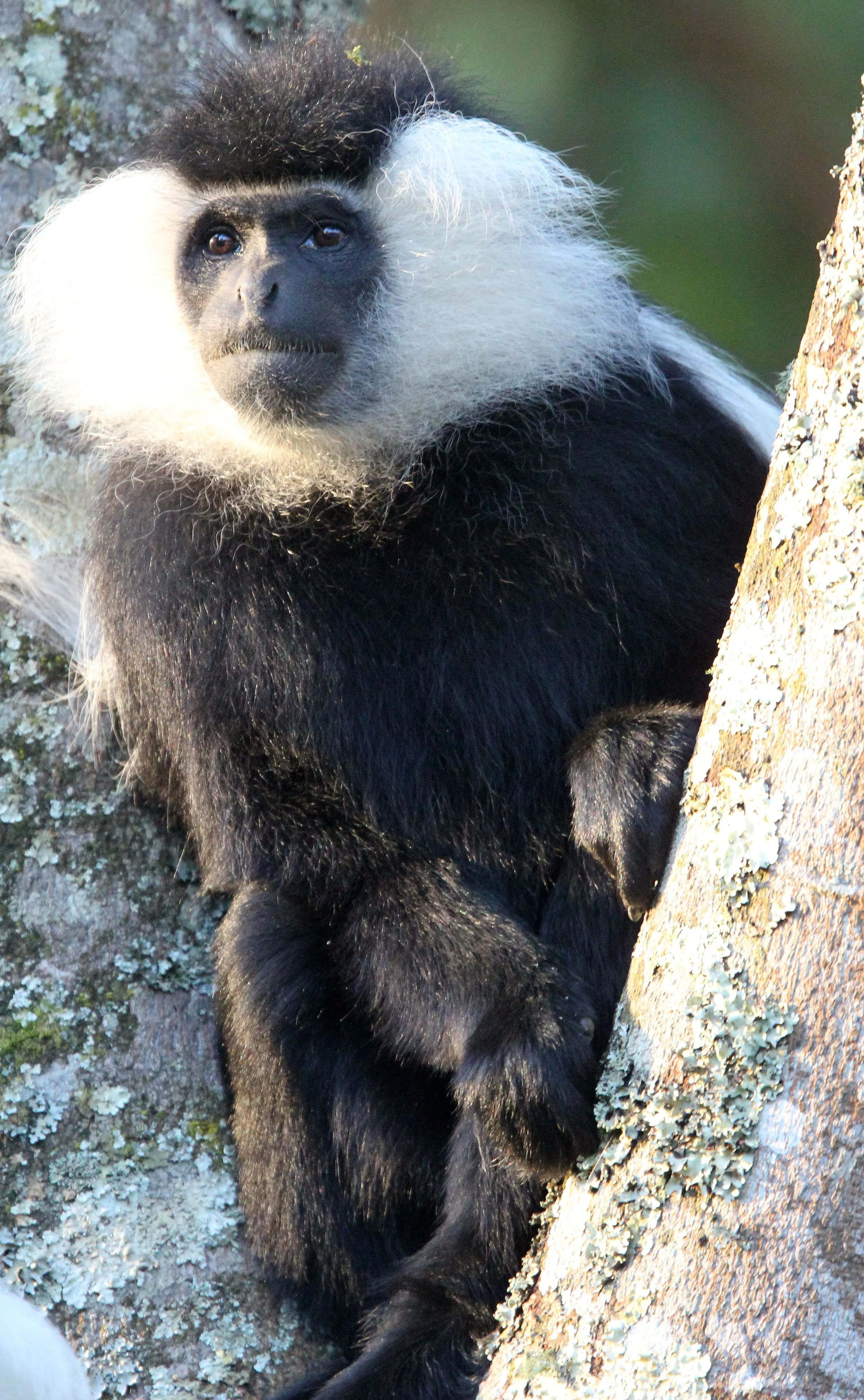CERCOPITHECIDAE - Colobus angolensis ruwenzorii - ADOLF FRIEDRICH'S ANGOLAN COLOBUS - NYUNGWE NATIONAL PARK RWANDA (138).JPG