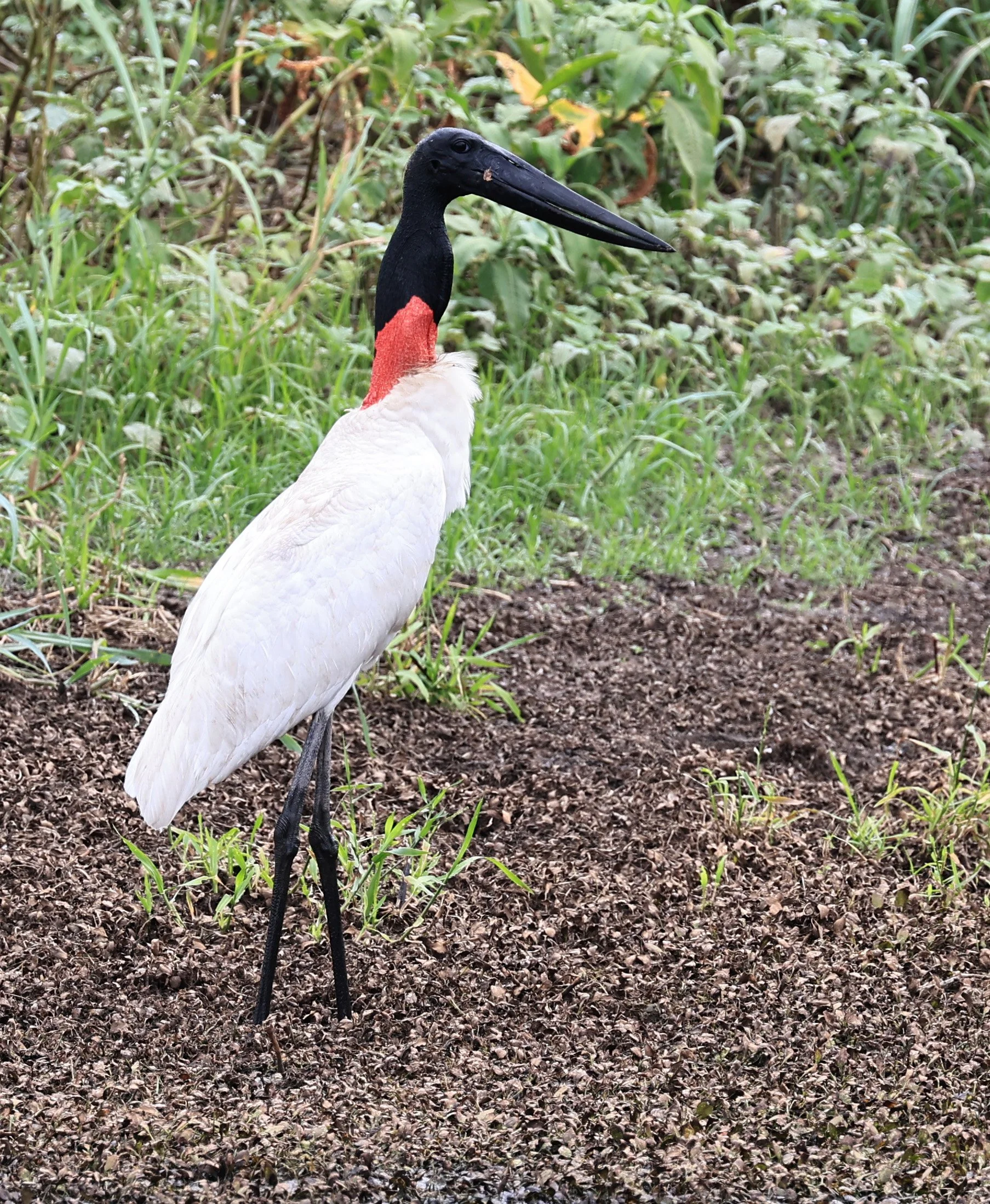 Jabiru (Jabiru mycteria) Agua Dulce Paraguay (40).jpg