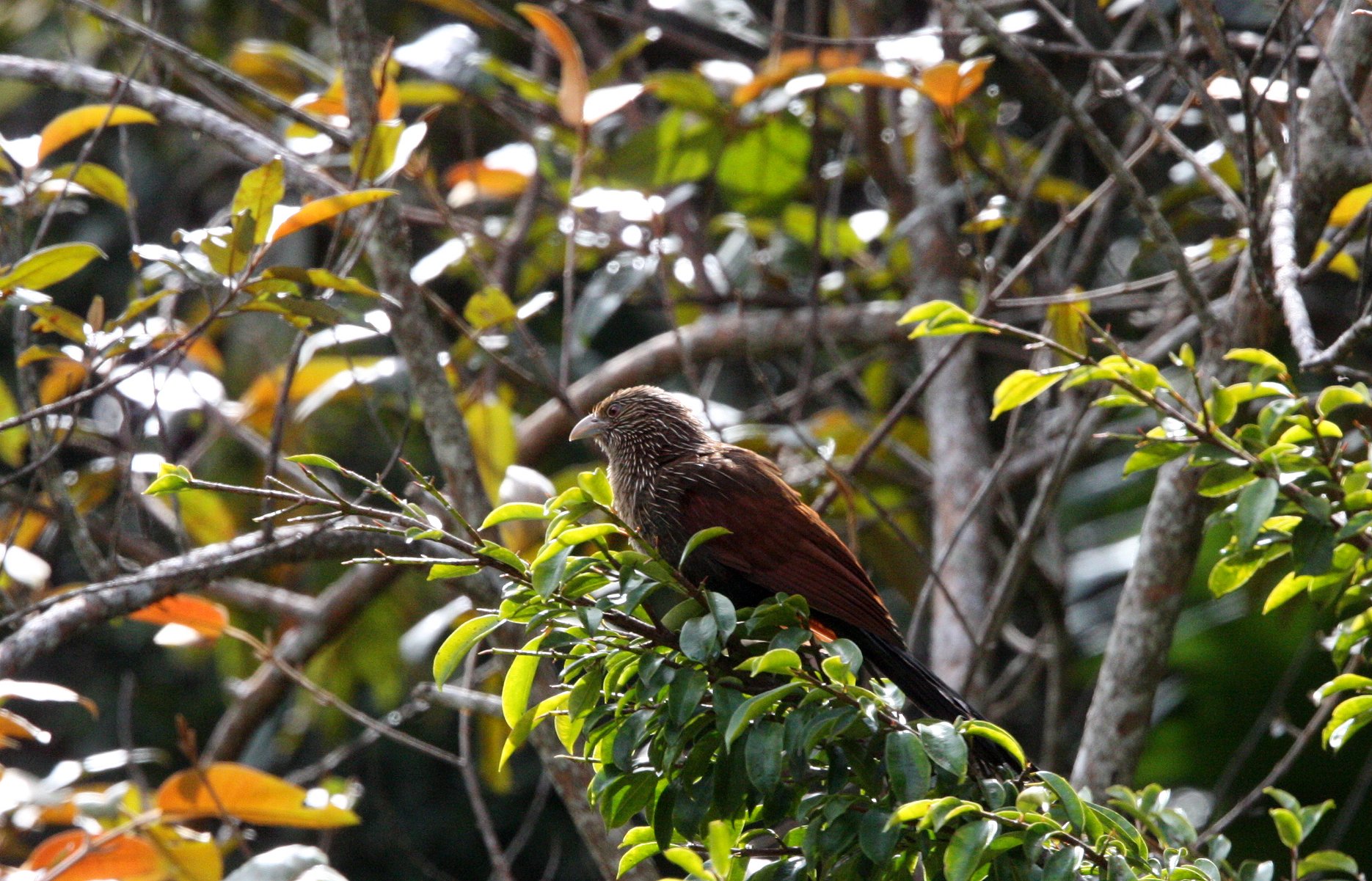 Madagascar Coucal (Centropus toulou) Mantadia NP Madagascar (3).JPG