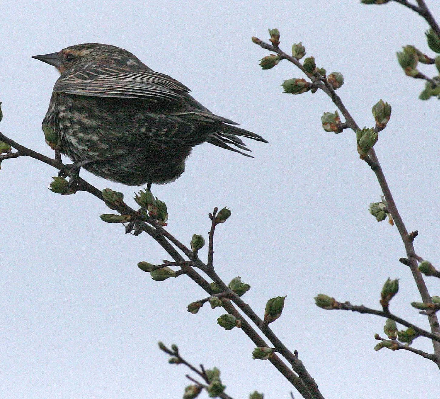 Red-winged Blackbird (Agelaius phoeniceus) Jamestown Olympic Peninsula Washington (18).JPG