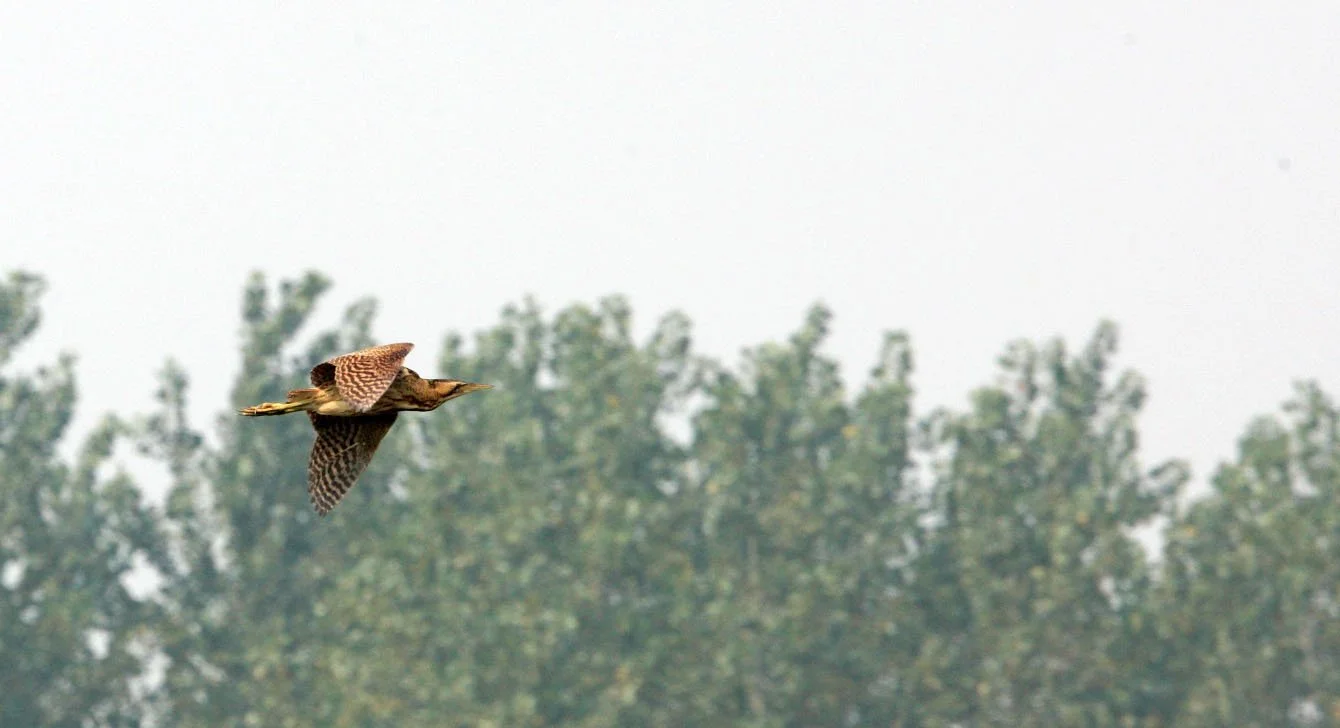 BITTERN - GREAT OR EURASIAN BITTERN - Botaurus stellaris - NANKOU, RUDONG, CHINA (9).JPG