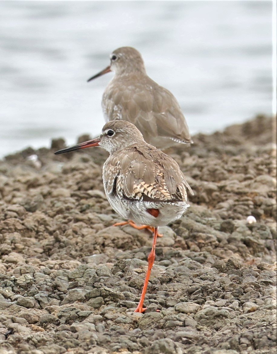 REDSHANK - COMMON REDSHANK - Tringa totanus - BANG PAKONG SALT PANS CHACHOENGSAO WEST OF RIVER Sep 25 2021 (2).jpg