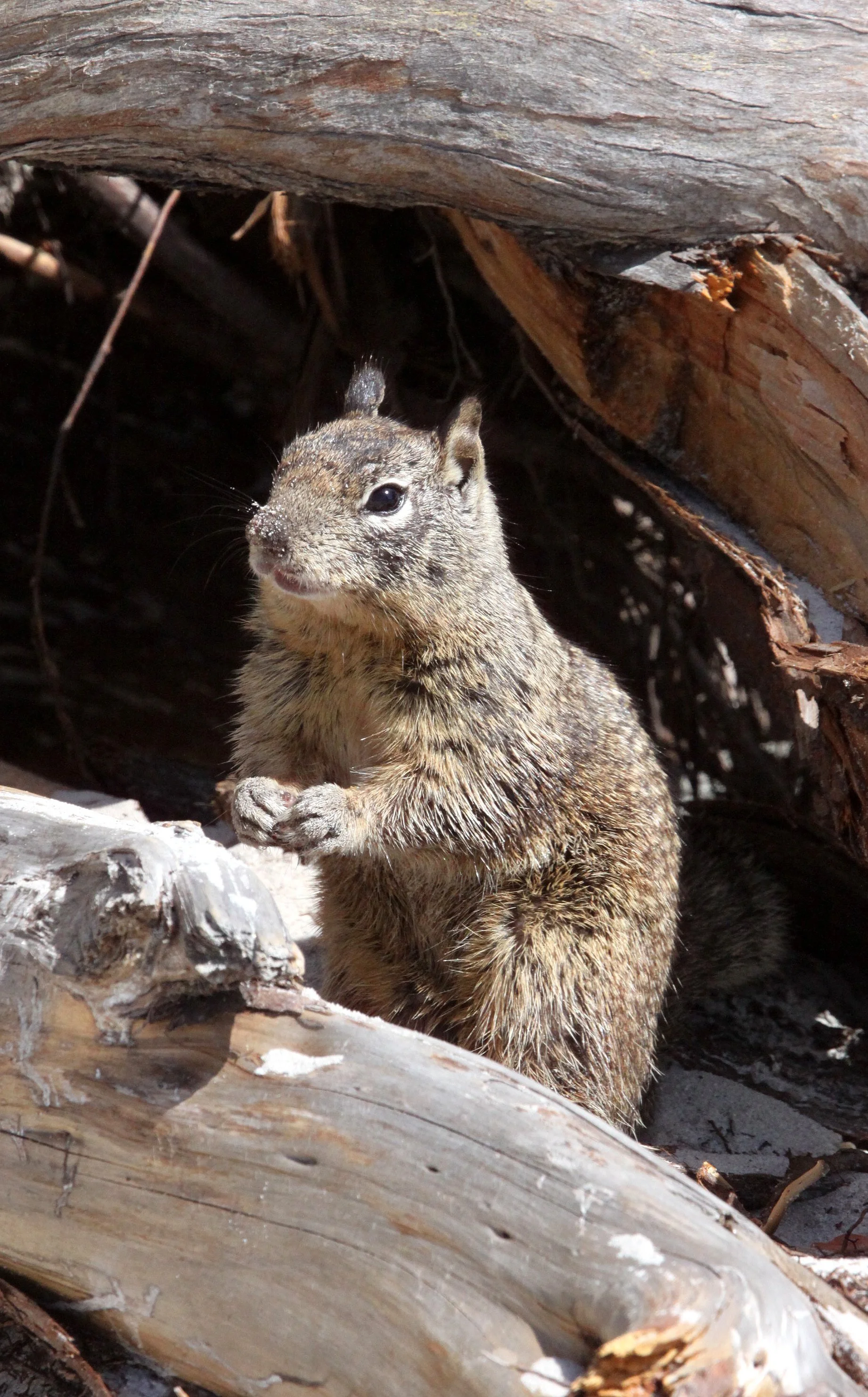 Otospermophilus beecheyi beecheyi - CALIFORNIA GROUND SQUIRREL - CARMEL CALIFORNIA (21).JPG