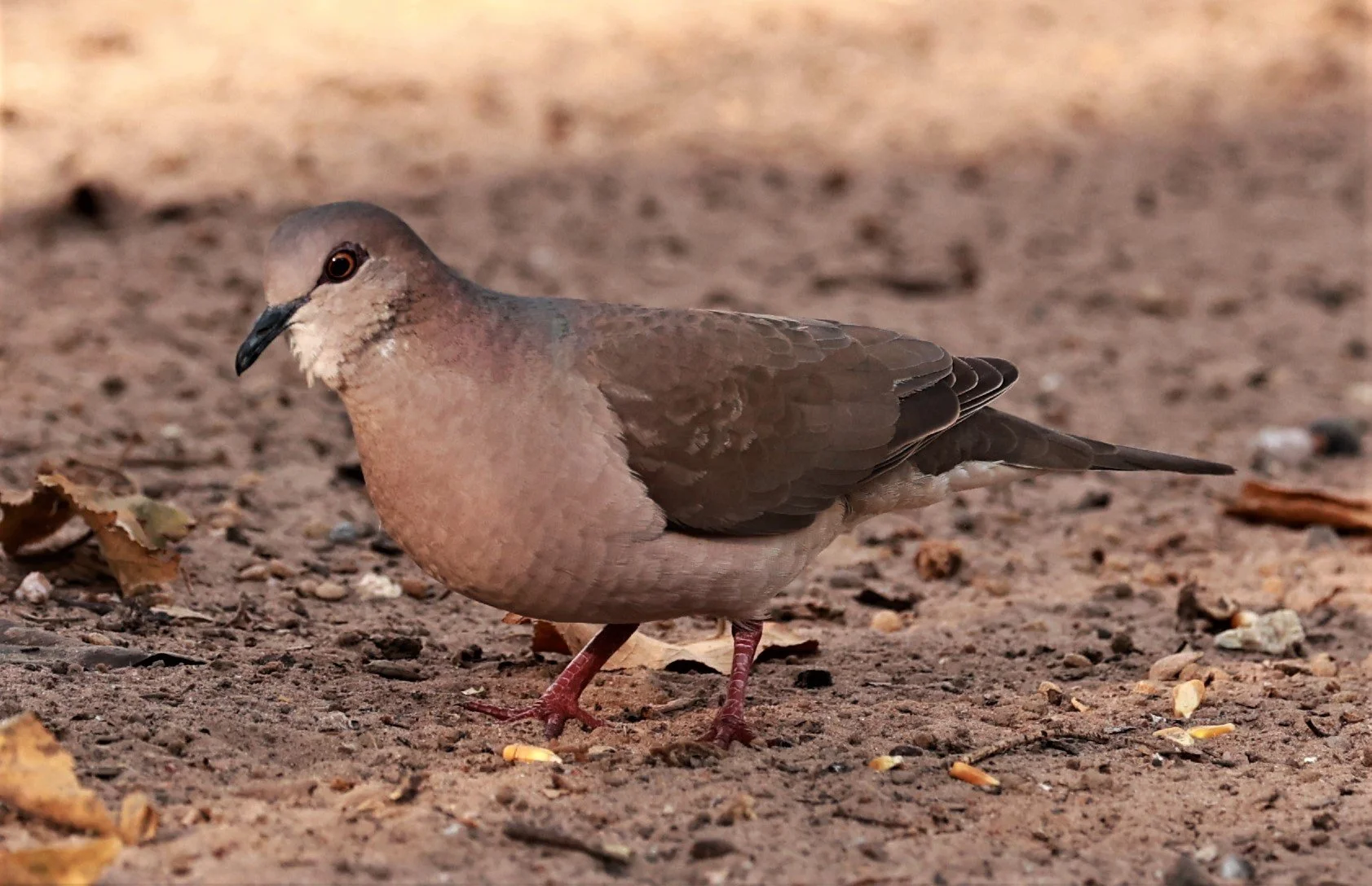 Dove - Gray-fronted Dove - Leptotila rufaxilla - Porto Alegre Lodge, Pantanal (4).JPG