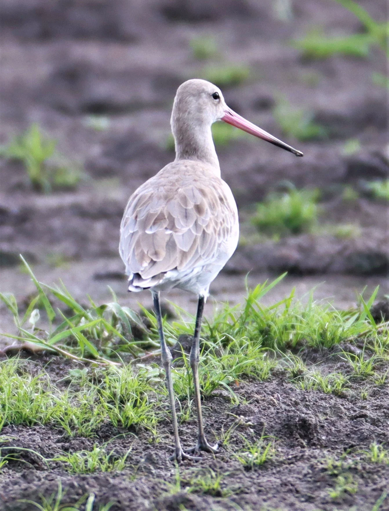 GODWIT - BLACK-TAILED GODWIT - Limosa limosa - BANG KHAEM NAKHON PATHOM (10).jpg