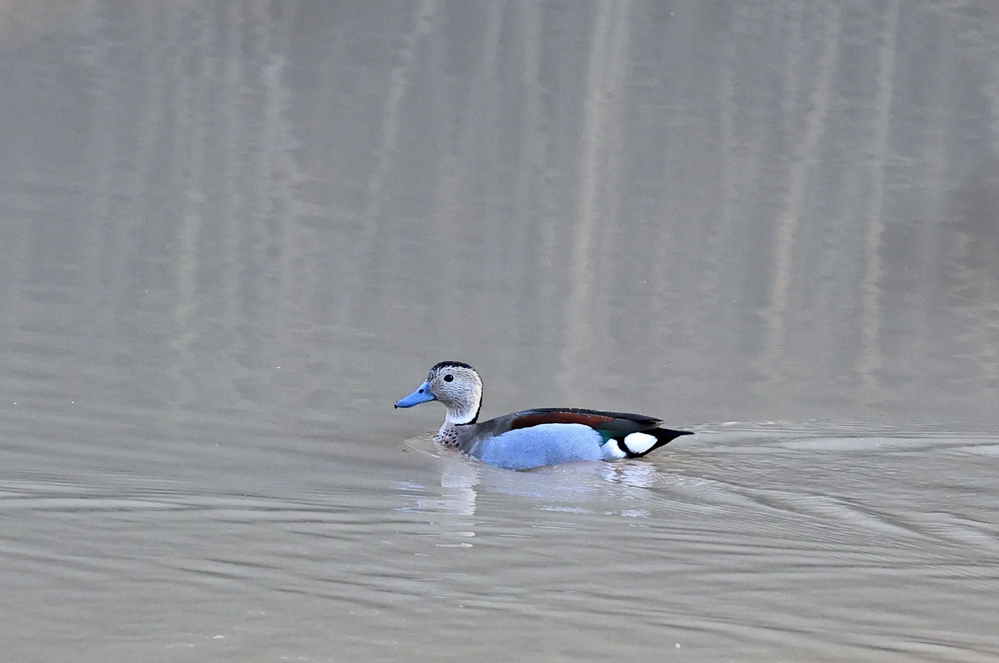 Ringed Teal (Callonetta leucophrys) Hotel Iparoma Campestre Paraguay (9).jpg