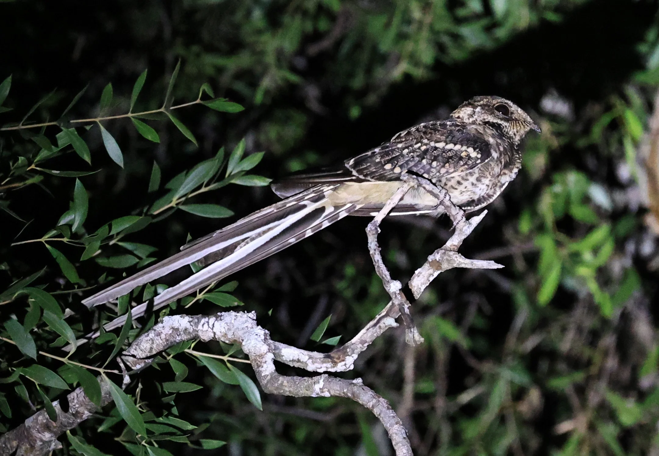 Scissor-tailed Nightjar (Hydropsalis torquata) Agua Dulce Paraguay (3).jpg