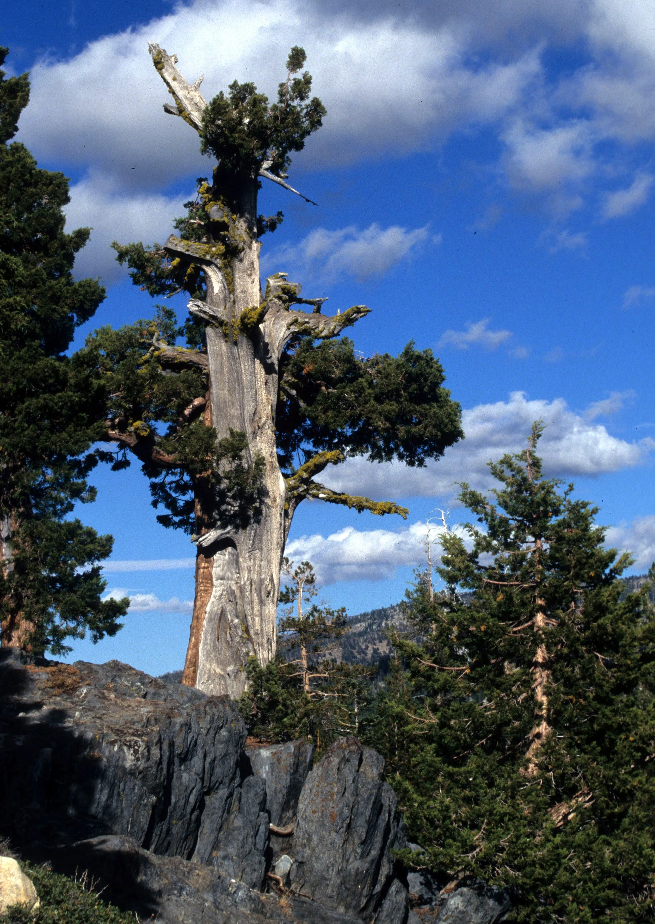 CALIFORNIA - SIERRA - SIERRA JUNIPER AT HIGH ELEVATIONS.jpg