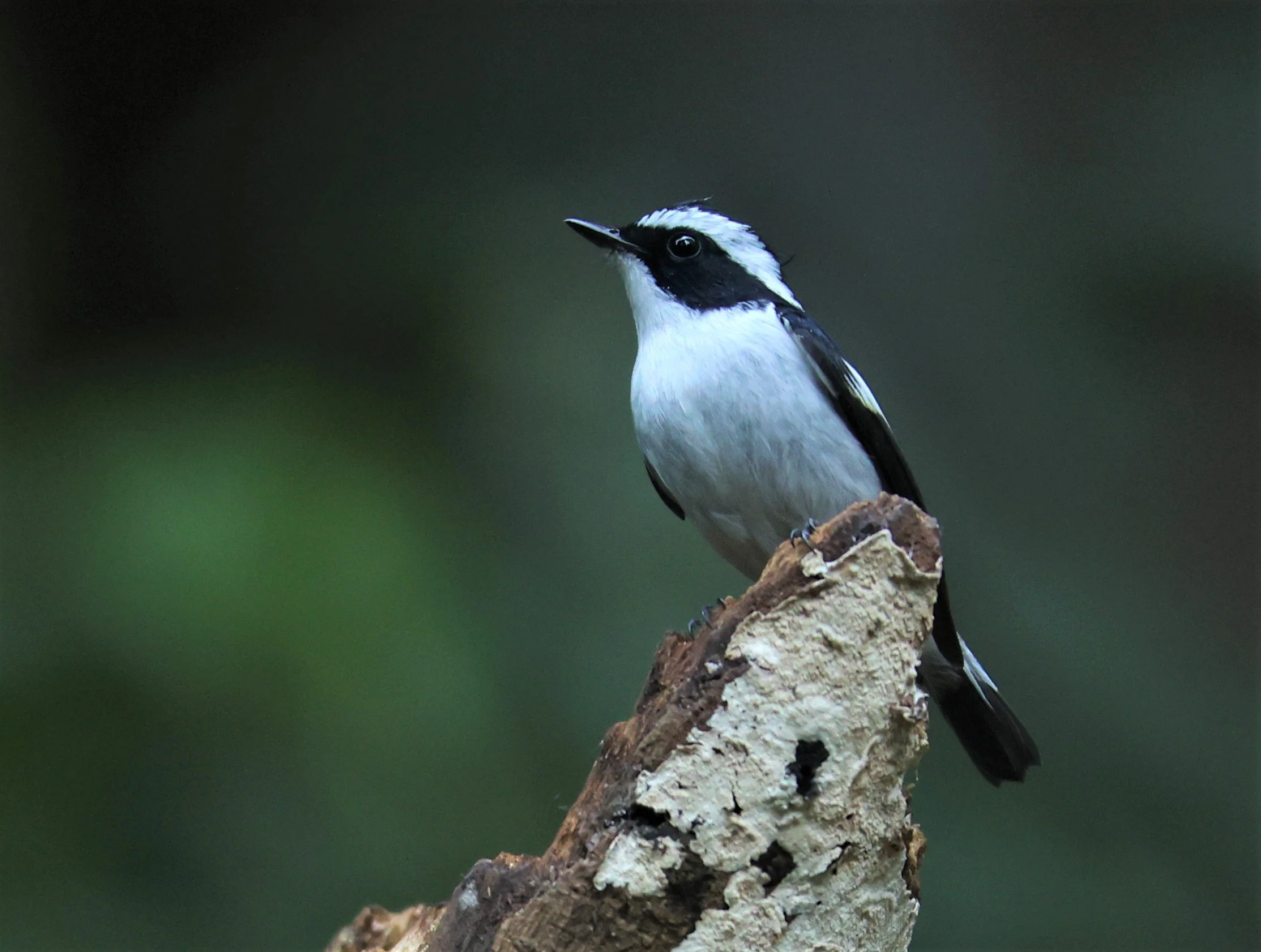 FLYCATCHER - LITTLE PIED FLYCATCHER - Ficedula westermanni - DOI INTHANON NP CHIANG MAI, DEC 2021 (5).JPG