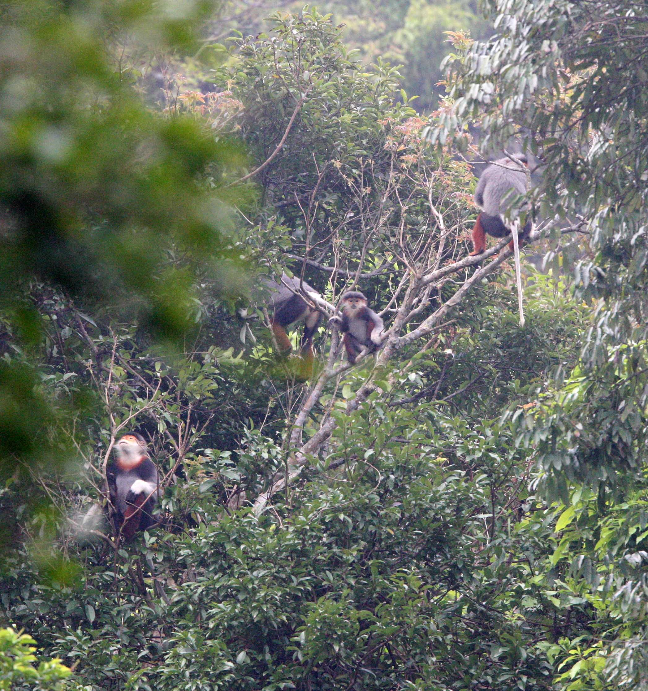 CERCOPITHECIDAE - Pygathrix nemaeus - RED-SHANKED DOUC - SON TRA PENINSULA DA NANG VIET NAM (79).JPG