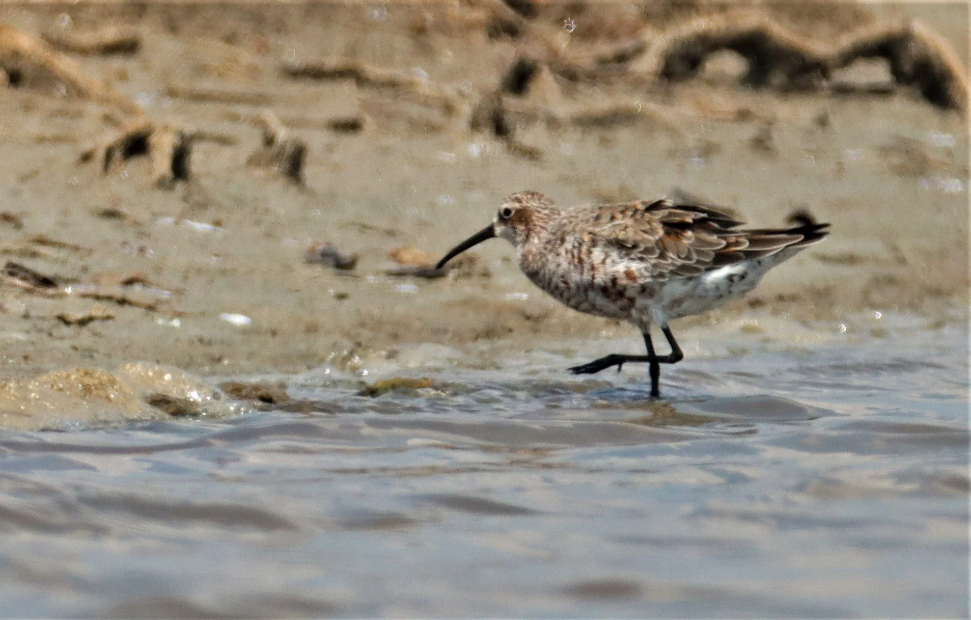 SANDPIPER - CURLEW SANDPIPER - Calidris ferruginea - BANG PAKONG SALT PANS CHACHOENGSAO WEST OF RIVER (9).jpg