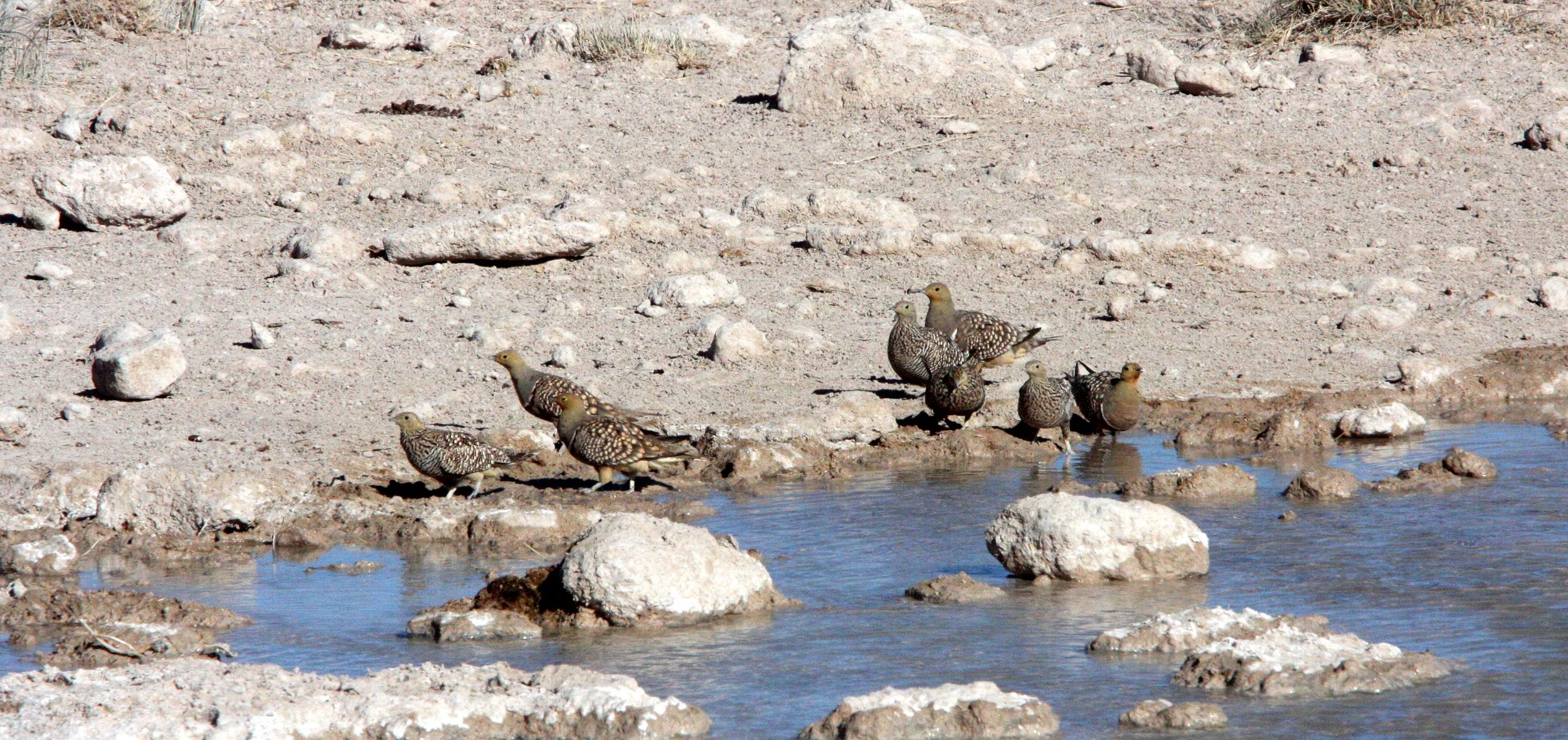 Namaqua Sandgrouse (Pterocles namaqua) Etosha NP Namibia (7).JPG
