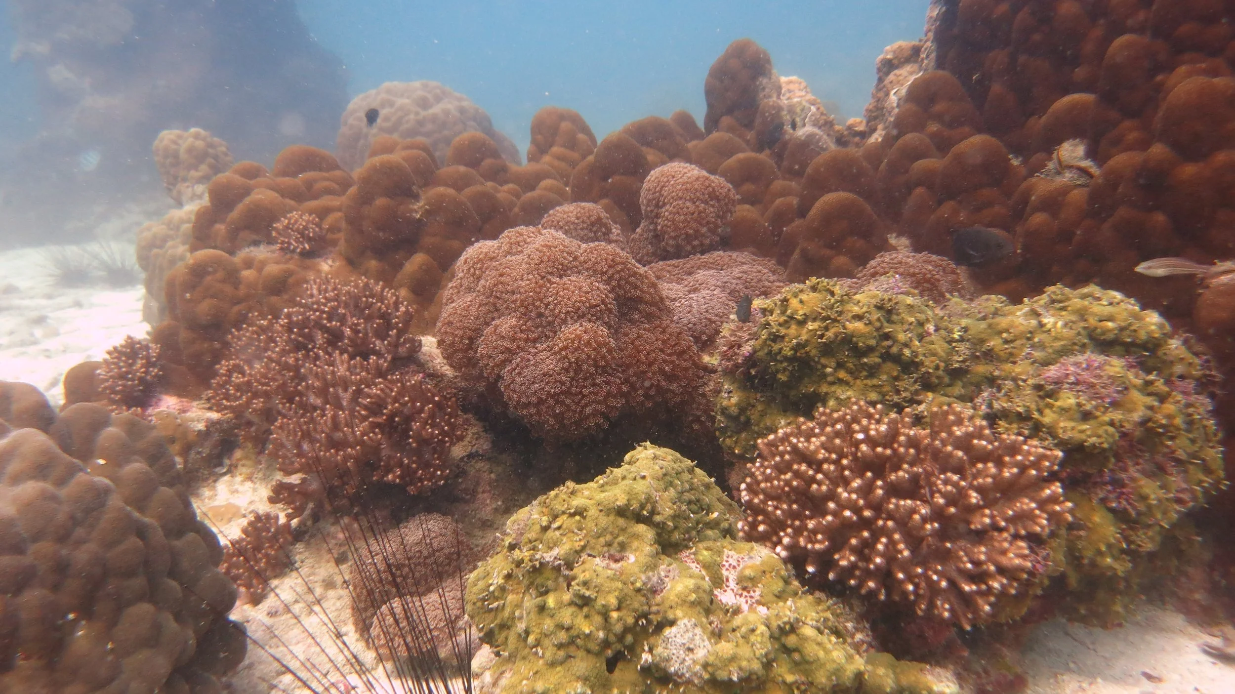 2016 BPS Satthahip Dive Trip with Marine Conservation Club (43).JPG