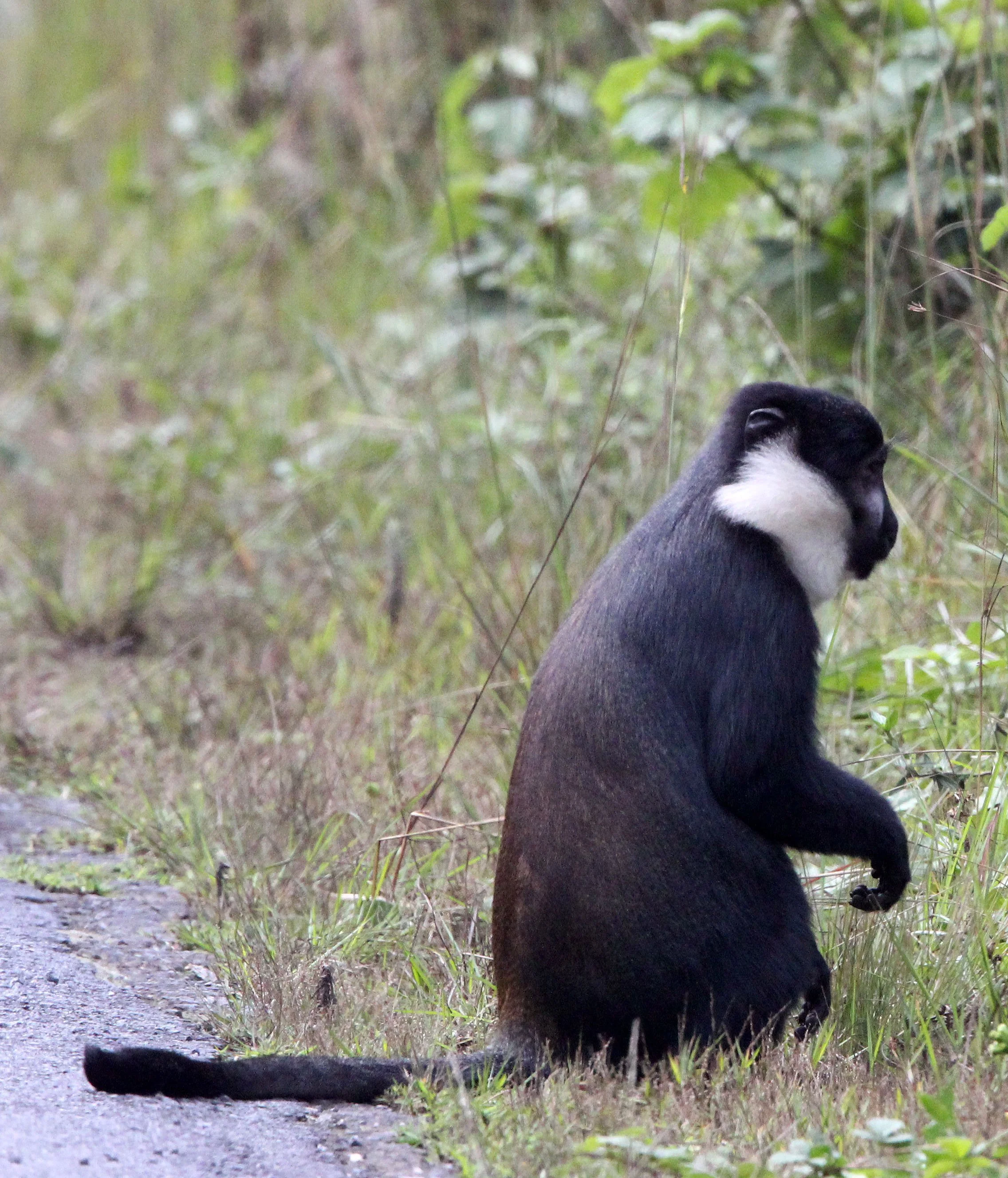 CERCOPITHECIDAE - Allochrocebus lhoesti - L'HOEST'S MONKEY - NYUNGWE NATIONAL PARK RWANDA 2012 (682).JPG
