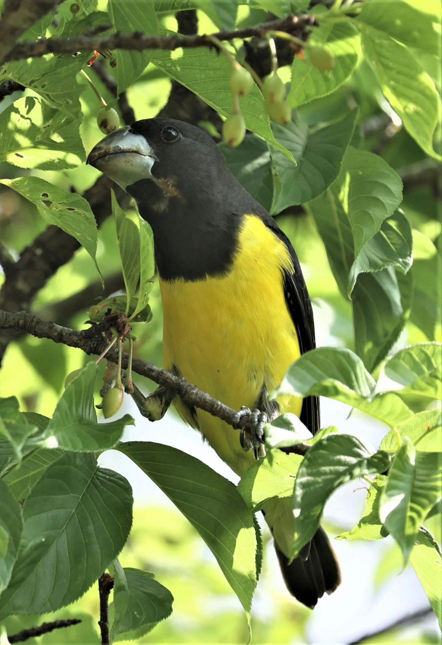 Spot-winged Grosbeak (Mycerobas melanozanthos) Doi Ang Kang, Chiang Mai Thailand (140).jpg