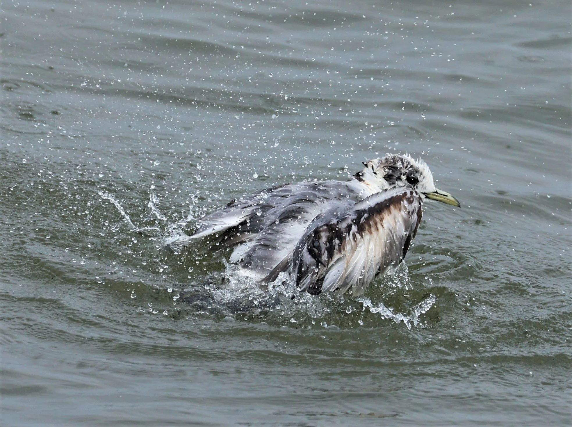 KITTIWAKE - BLACK-LEGGED KITTIWAKE - Rissa tridactyla - GULF OF SIAM OFF BANGKOK & SAMUT SAKHORN FEB 05 2022 (43).jpg