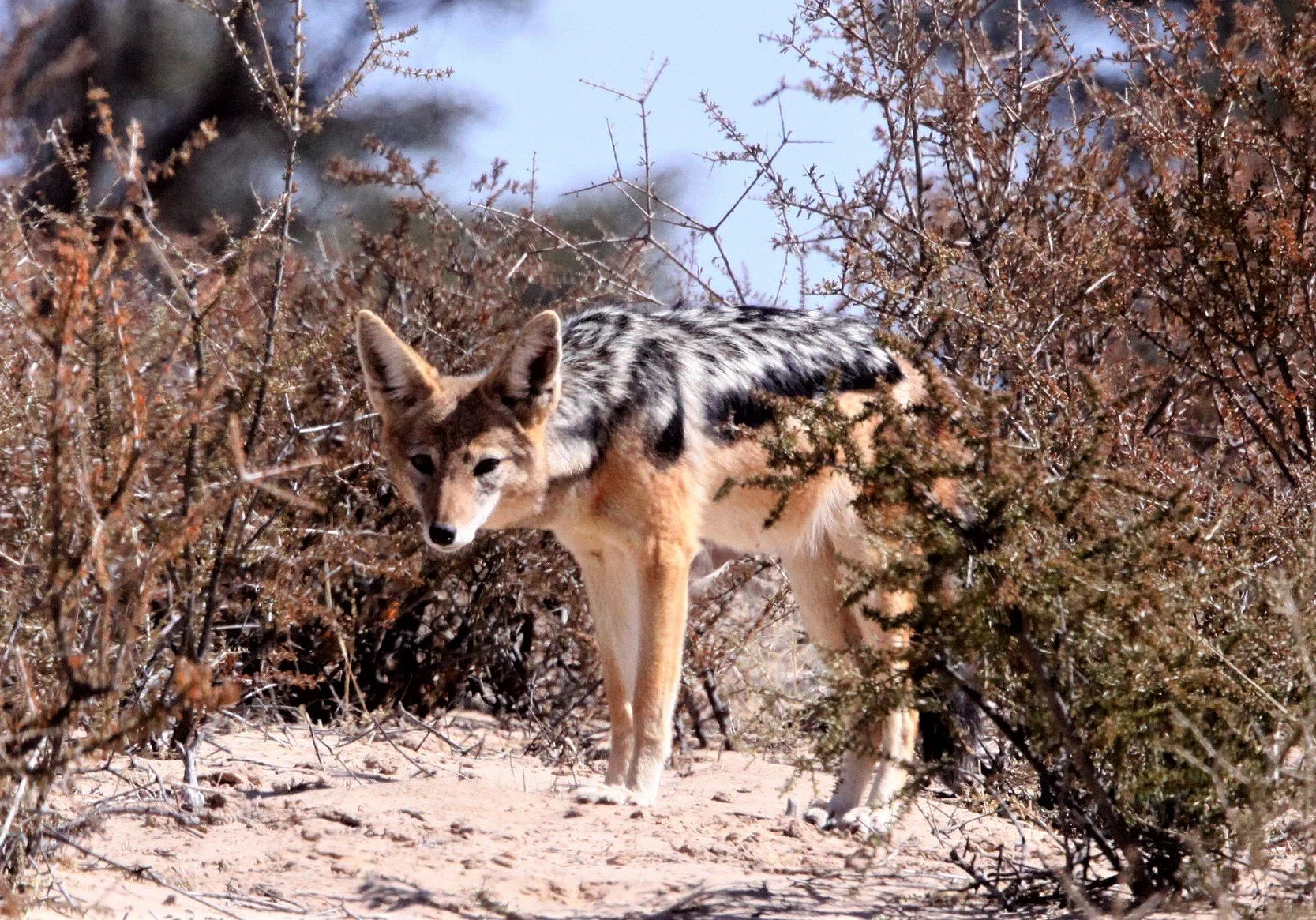 JACKAL - Lupulella mesomelas mesomelas - CAPE BLACK-BACKED JACKAL - KGALAGADI NATIONAL PARK SOUTH AFRICA a.jpg