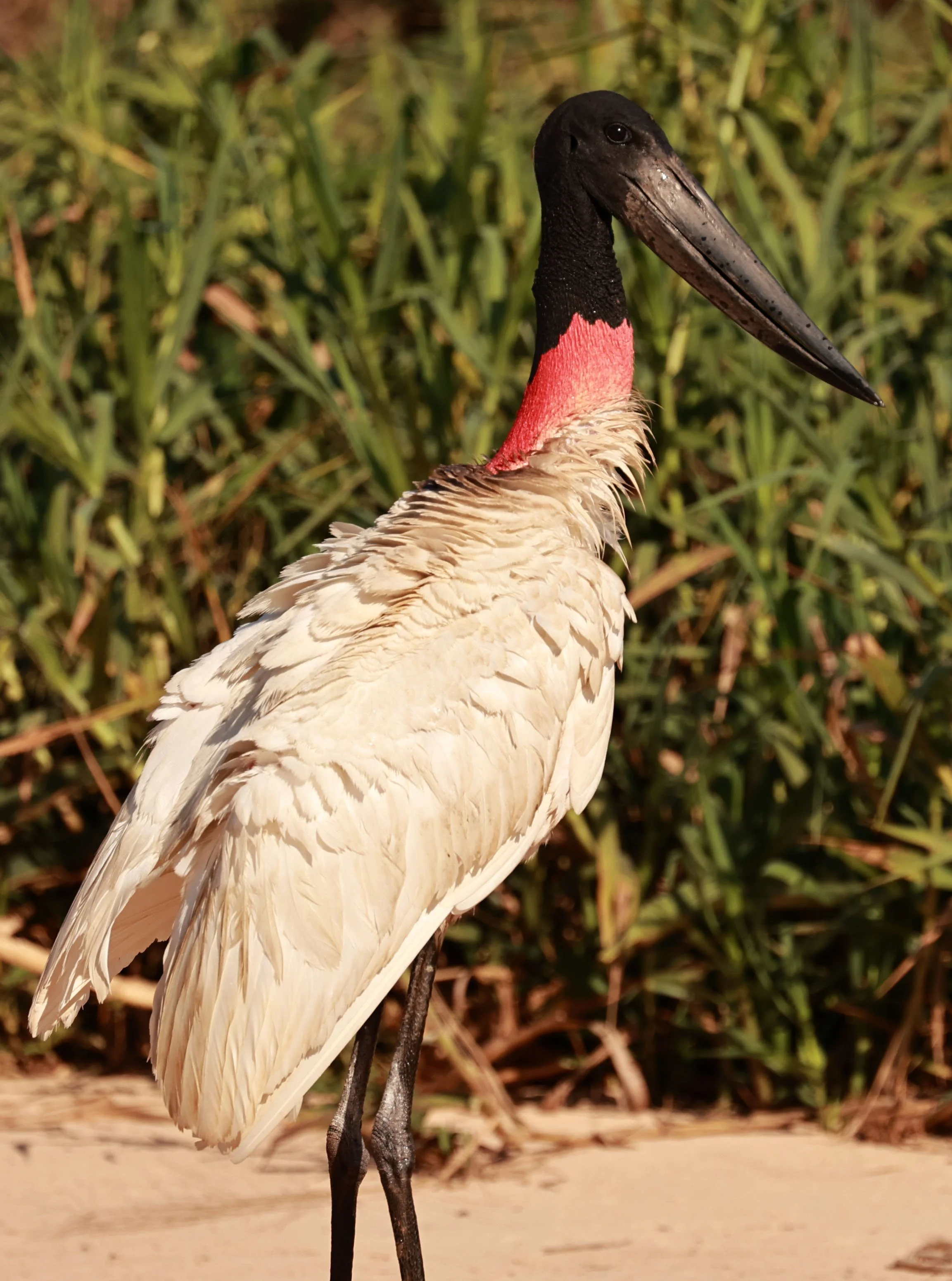 Stork - Jabiru mycteria - Pantanal, Encontro das Águas State Park, Porto Jofre, Cuiaba River, Brazil (8).jpg