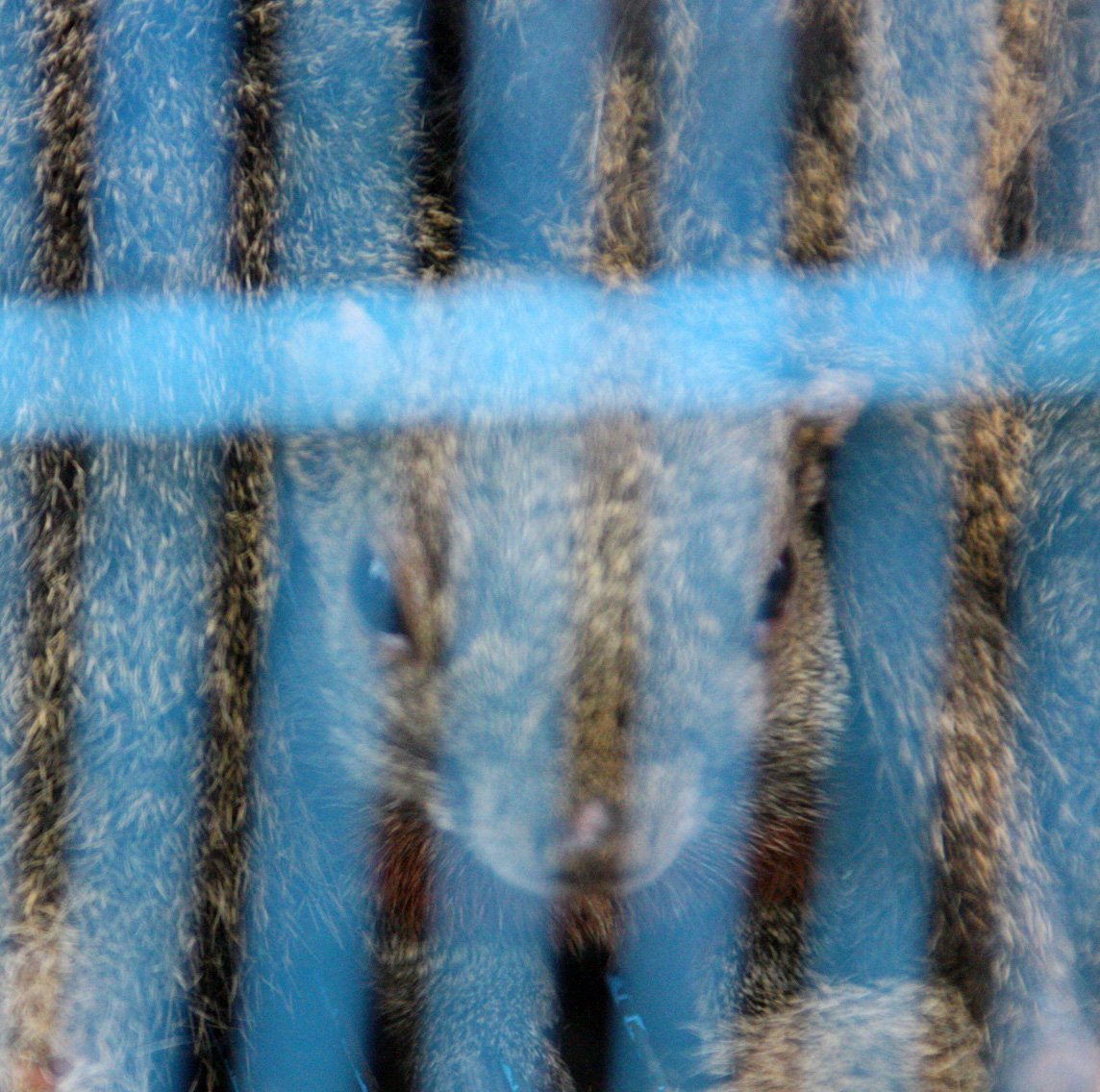 KUNMING - ANIMAL MARKET (13).JPG