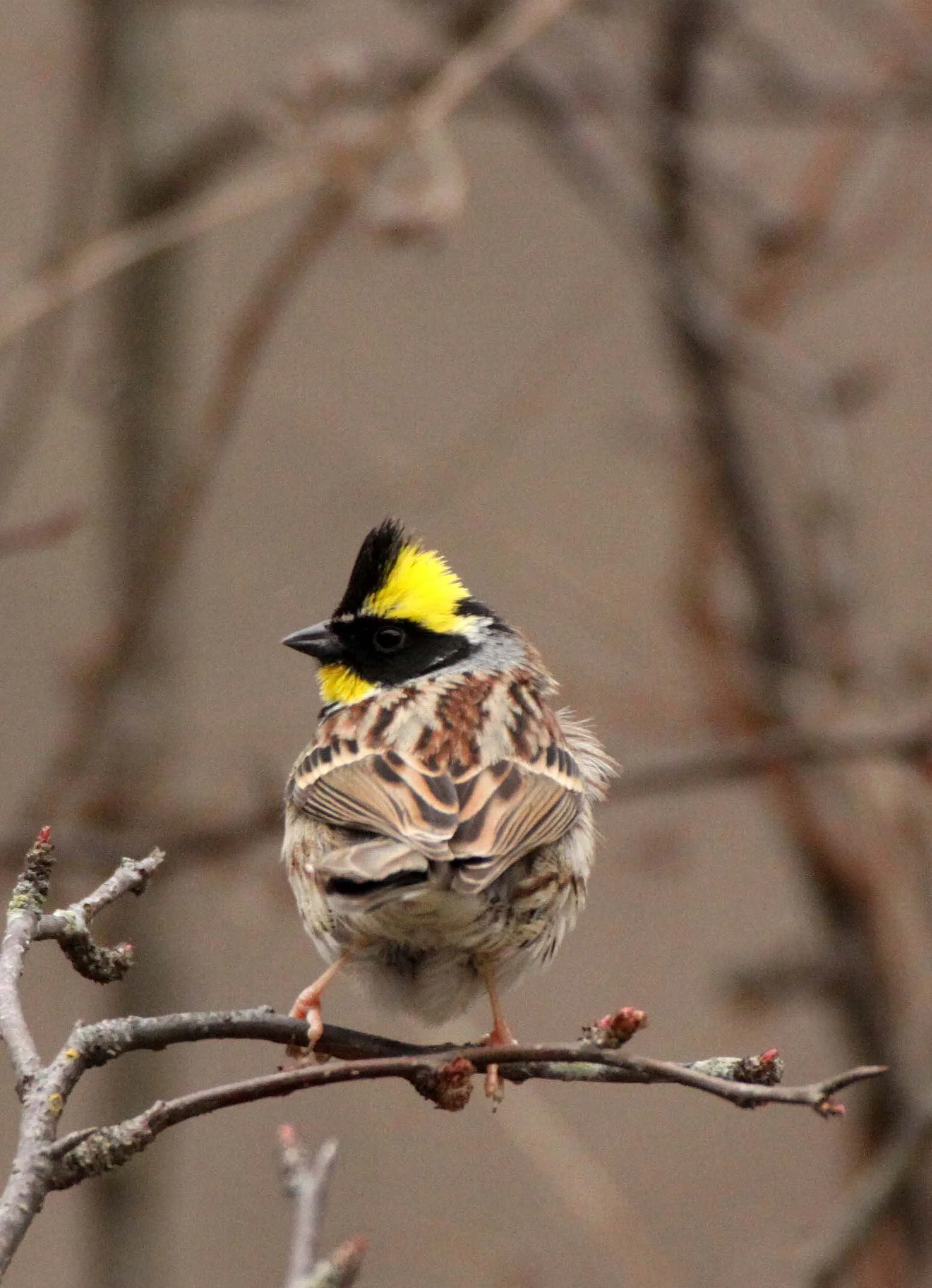 Yellow-throated Bunting (Emberiza elegans) Foping Nature Reserve Shanxi China (14).JPG