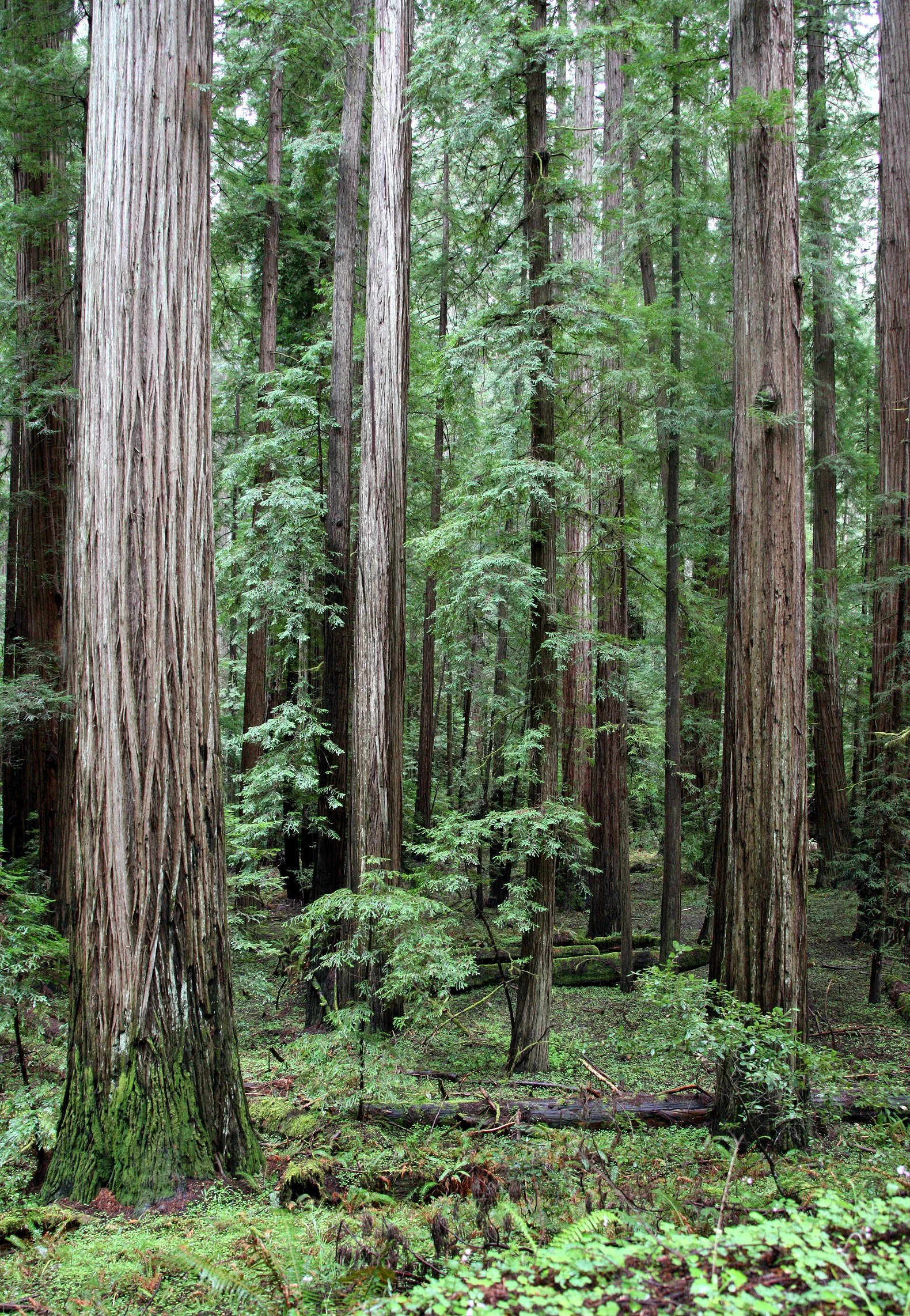 AVENUE OF THE GIANTS - HUMBOLDT REDWOODS STATE PARK CAL - ALBEE CREEK CAMPGROUNDS AREA (8).JPG