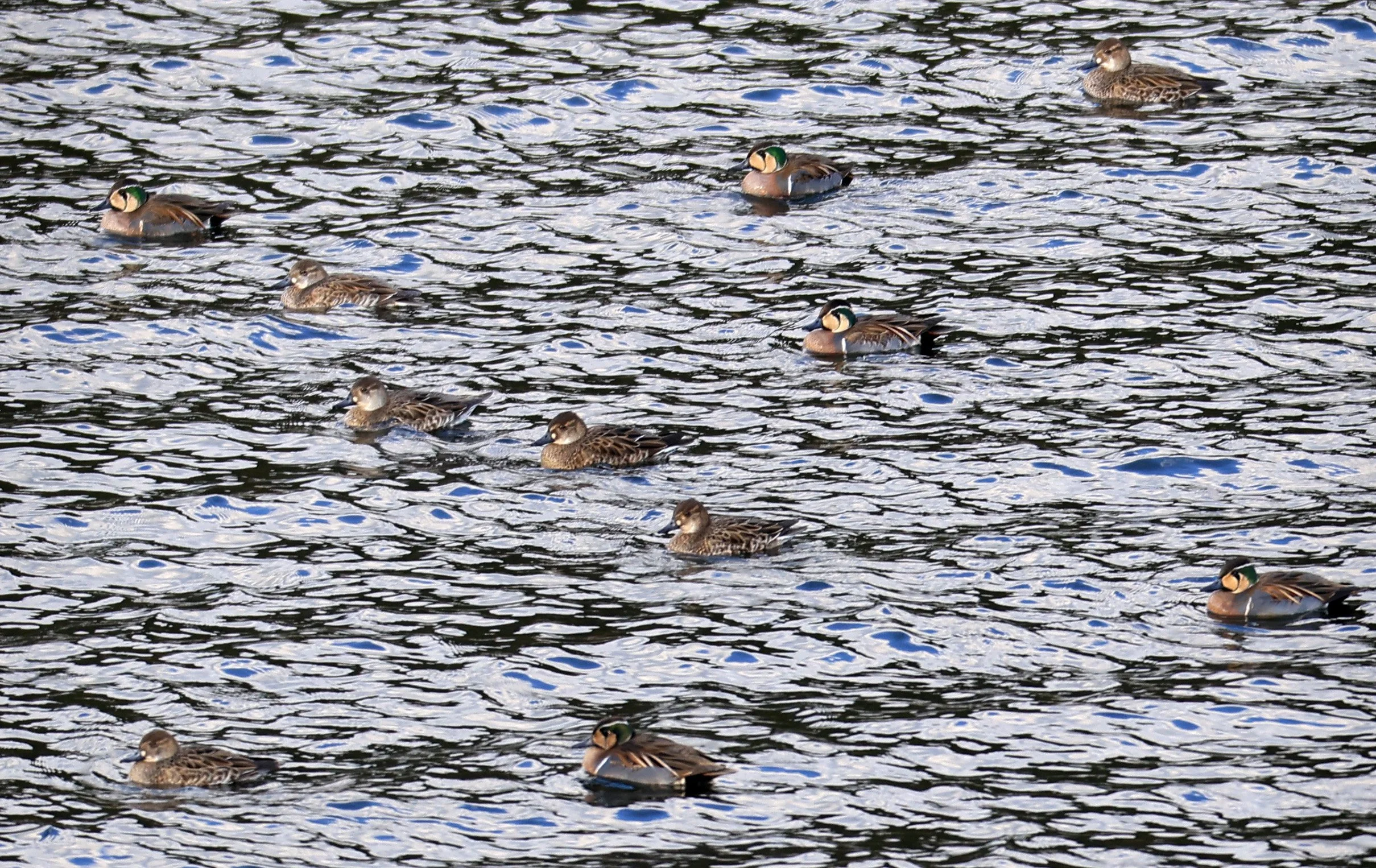 Baikal teal (Sibirionetta formosa) Takagawa Dam Lake, Kagoshima Japan (9).jpg