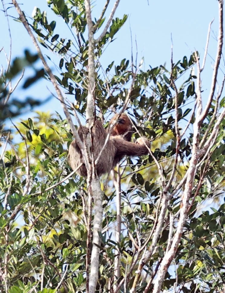 Bradypus torquatus - Northern Maned Sloth - Estancia, Sergipe & Northern Bahia State, Brazil (17).jpg