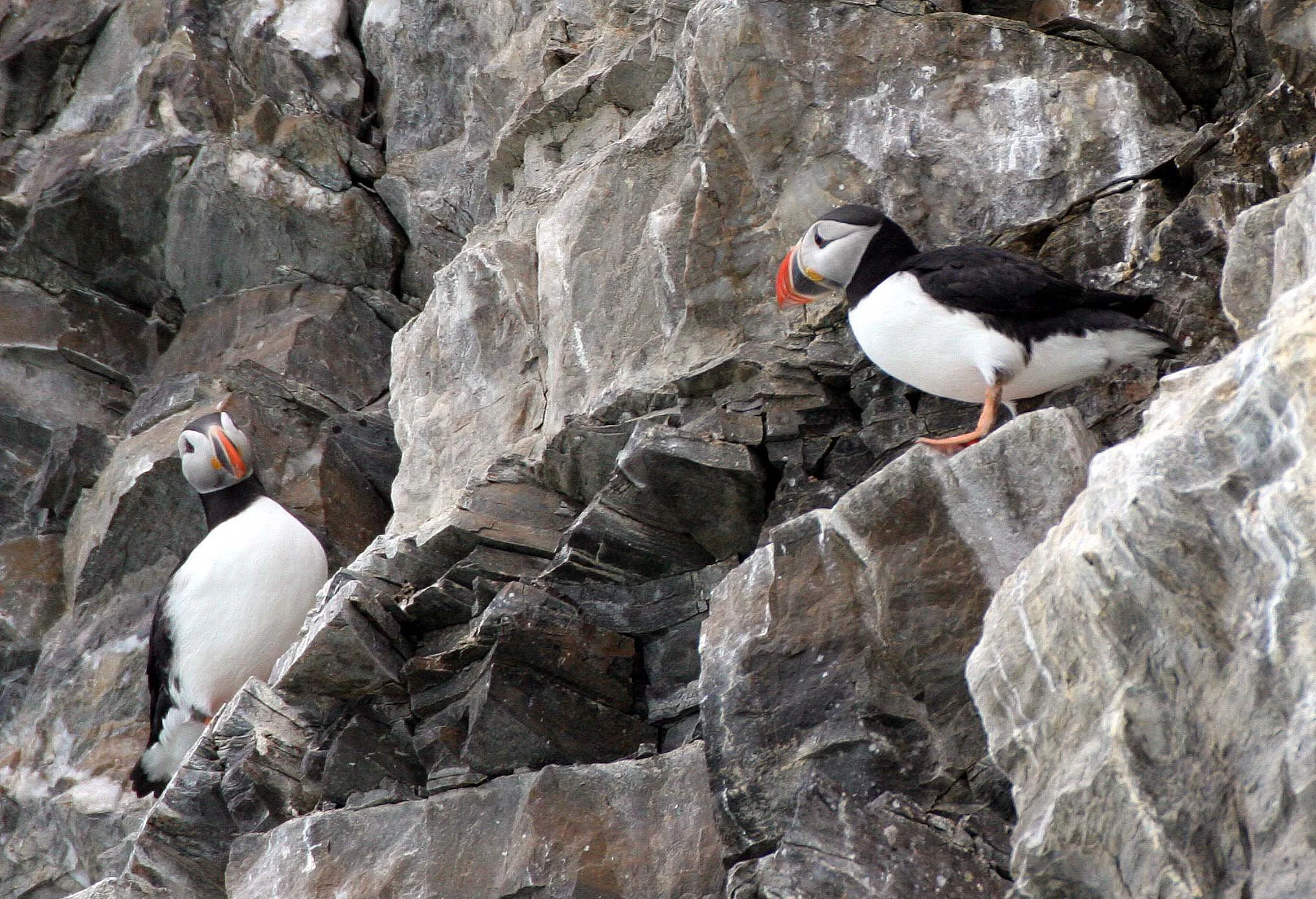 Fratercula arctica - ATLANTIC PUFFIN - SVALBARD (35).jpg