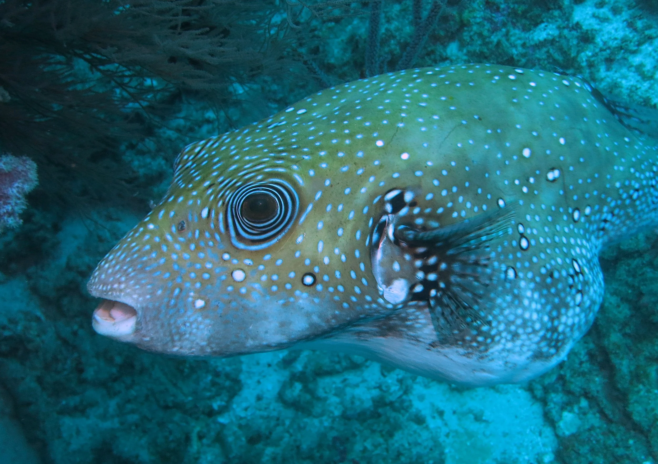 Tetraodotidae - White-spotted Puffer Fish (Arothron hispidus) - Similans Thailand.JPG