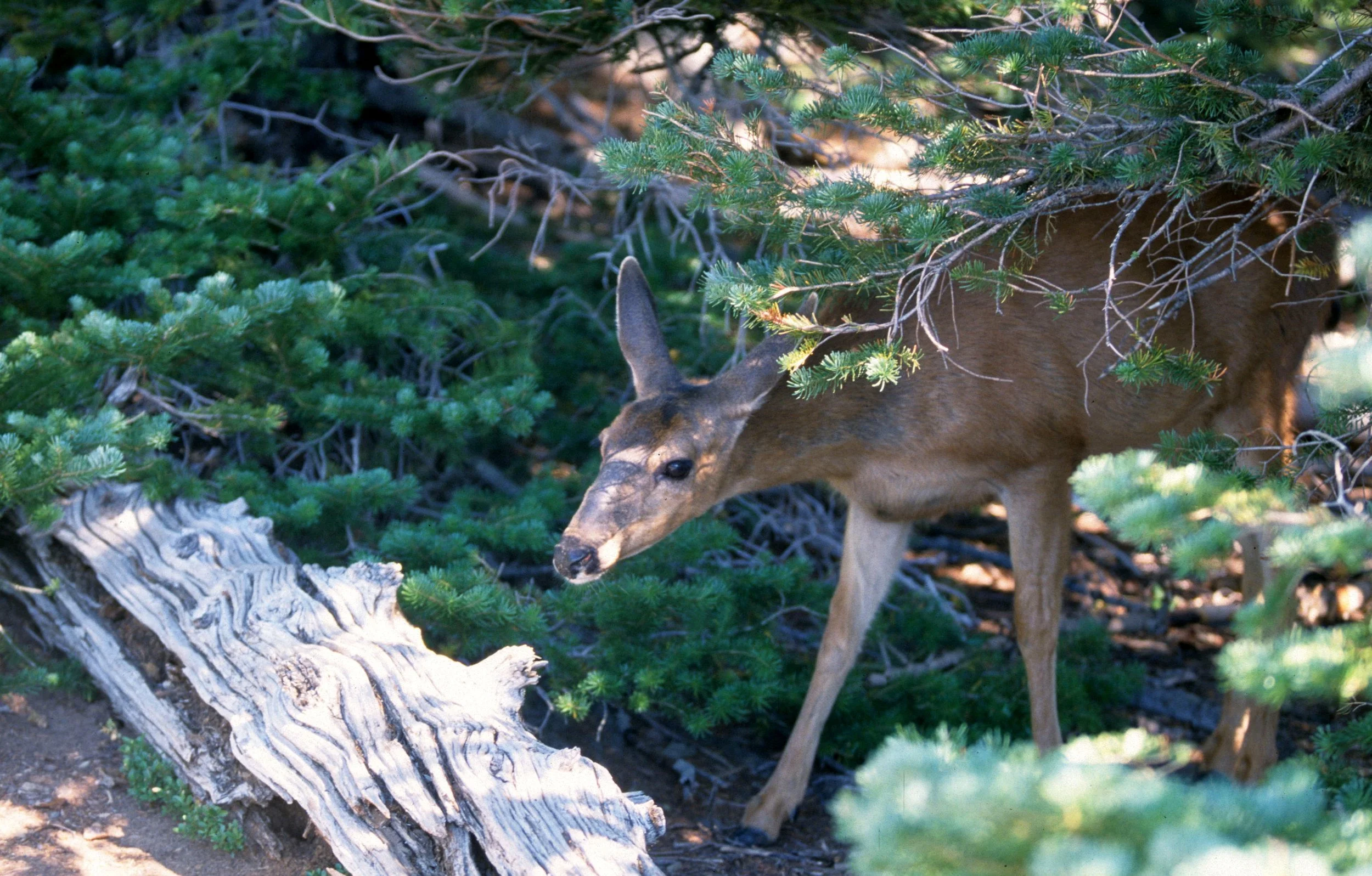 CERVID - DEER - BLACK-TAILED - COLUMBIA - RIDGE A.jpg