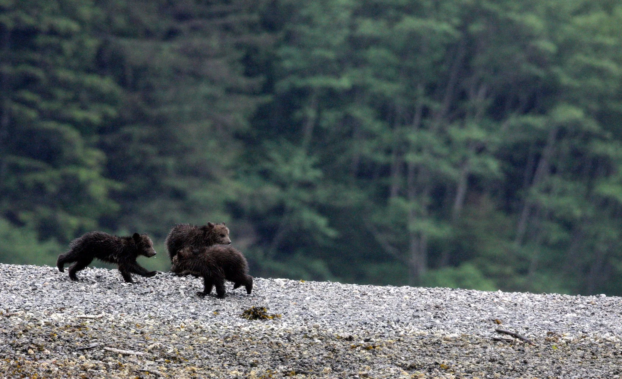 Ursus arctos stikeenensis - STICKEEN'S GRIZZLY BEAR - MOM AND HER FIRST YEAR CUBS - KNIGHT'S INLET BRITISH COLUMBIA (261).JPG